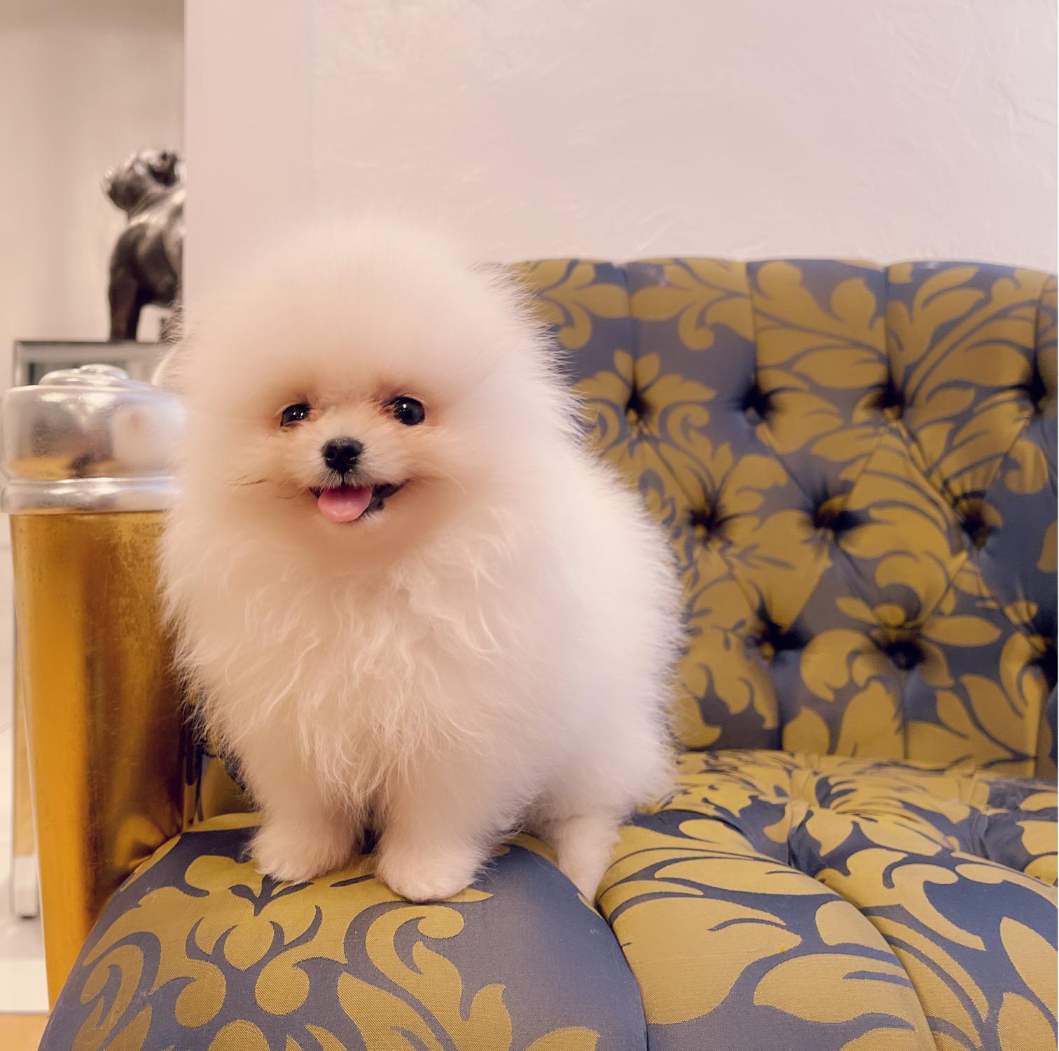 Beautiful Exotic French Bulldog Full Isabella stud Mr Isabella - 6