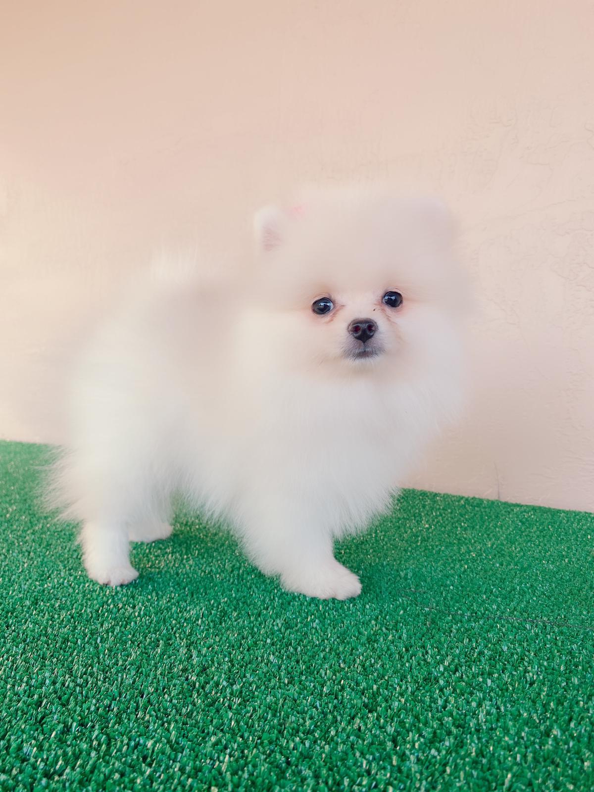 Avatar Beautiful Frenchie Brindle - 2