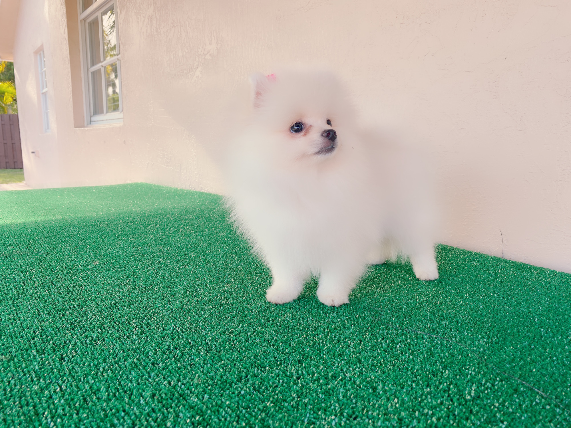 Avatar Beautiful Frenchie Brindle - 8