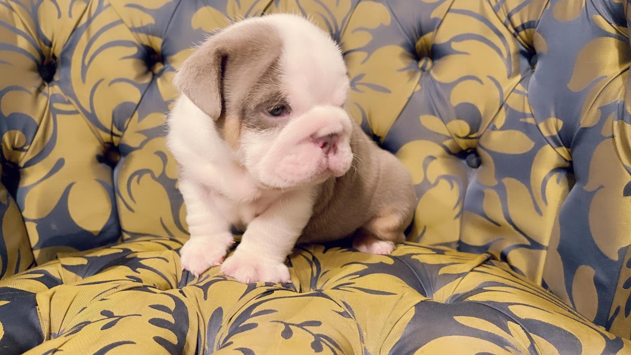 Beautiful Exotic French Bulldog Lilac Merle and Tan Master bulldog Rolex - 2