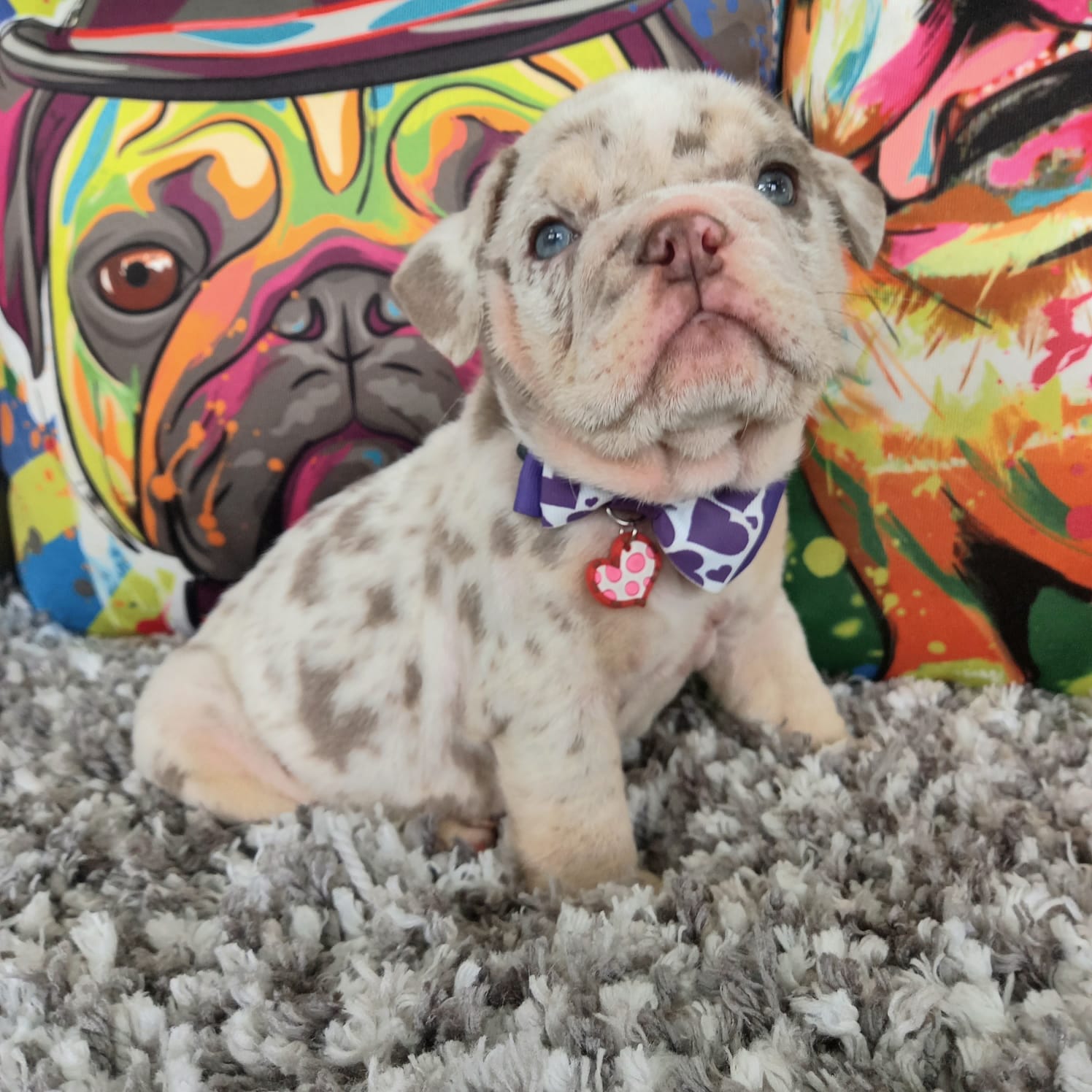 English Bulldog Exotic Lilac tree Pipe - 5