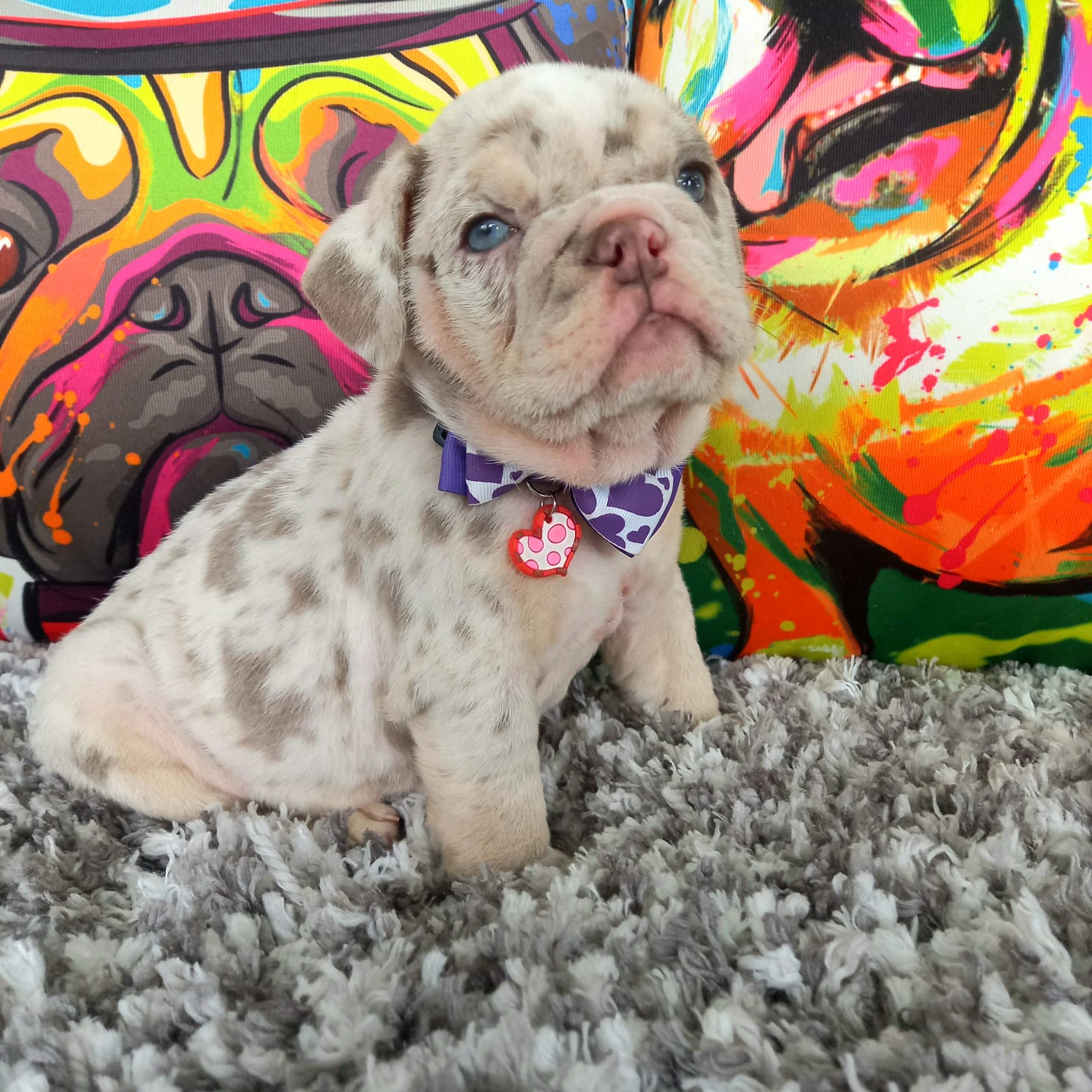 English Bulldog Exotic Lilac tree Pipe - 6