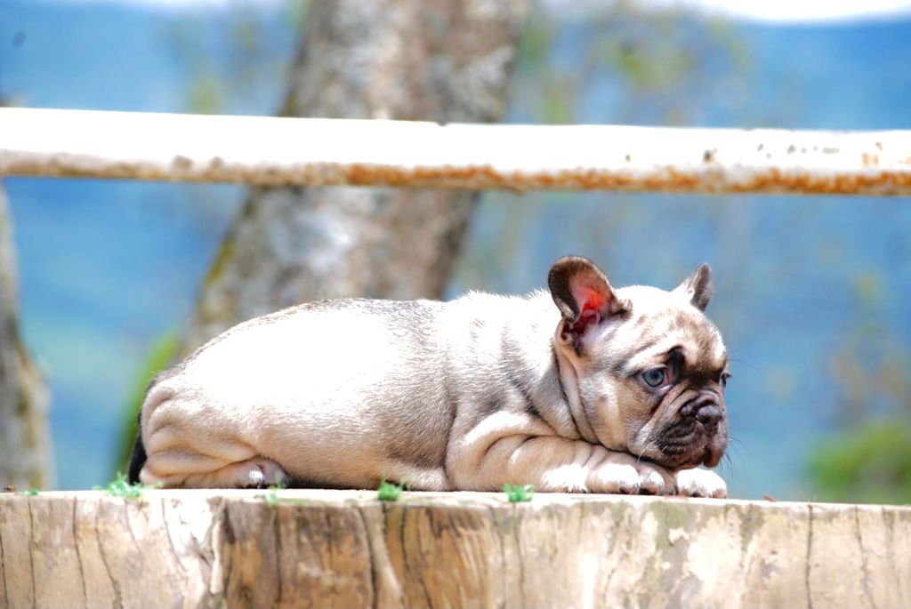 Beautiful French bulldog Lilac sable fawn, fuffly carrier triple Carrier Male Lyon - 5