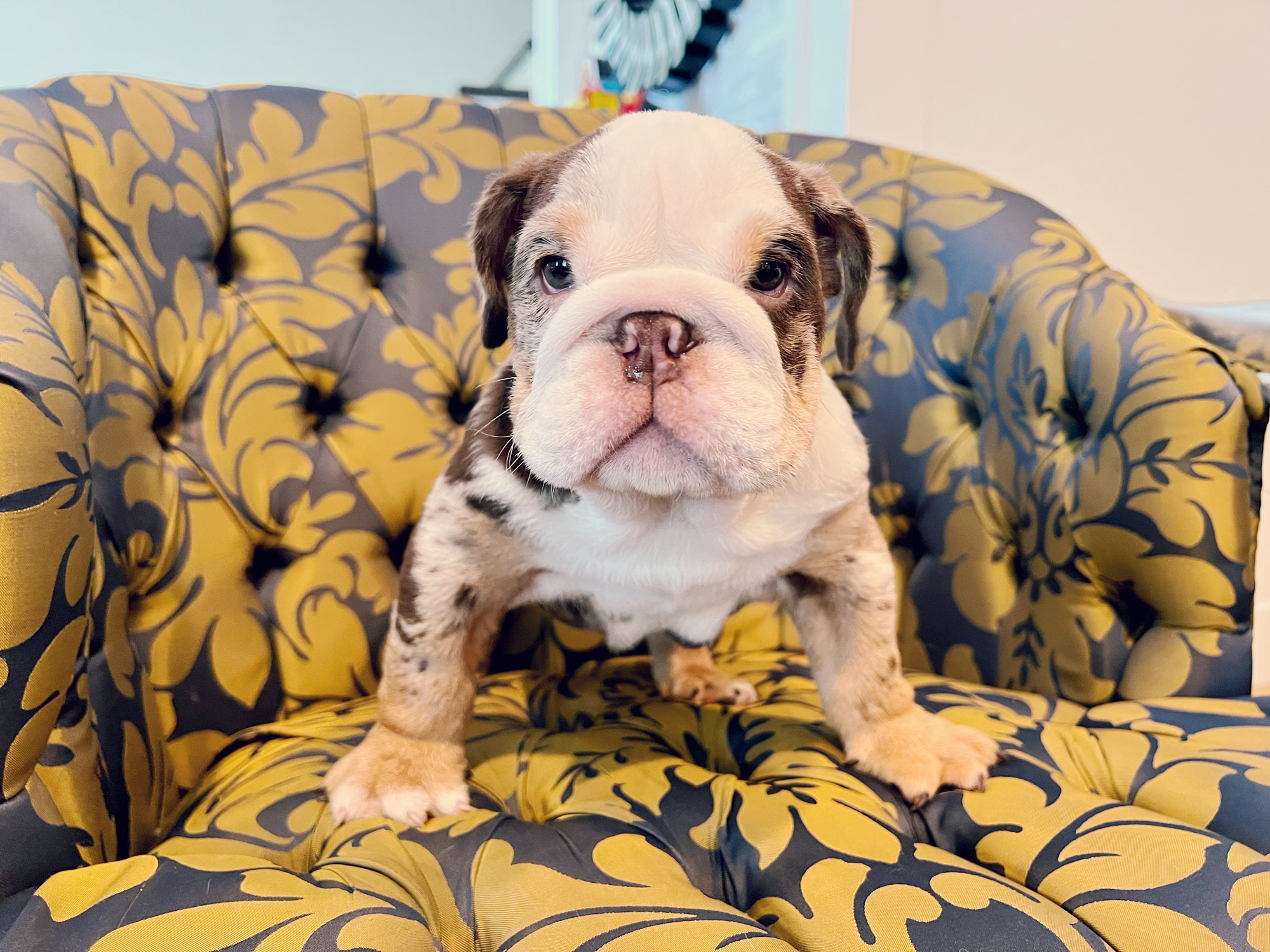 French Bulldog Choco Lilac Sable Fluffy Carrier Triple carrier Female – Marsella - 3