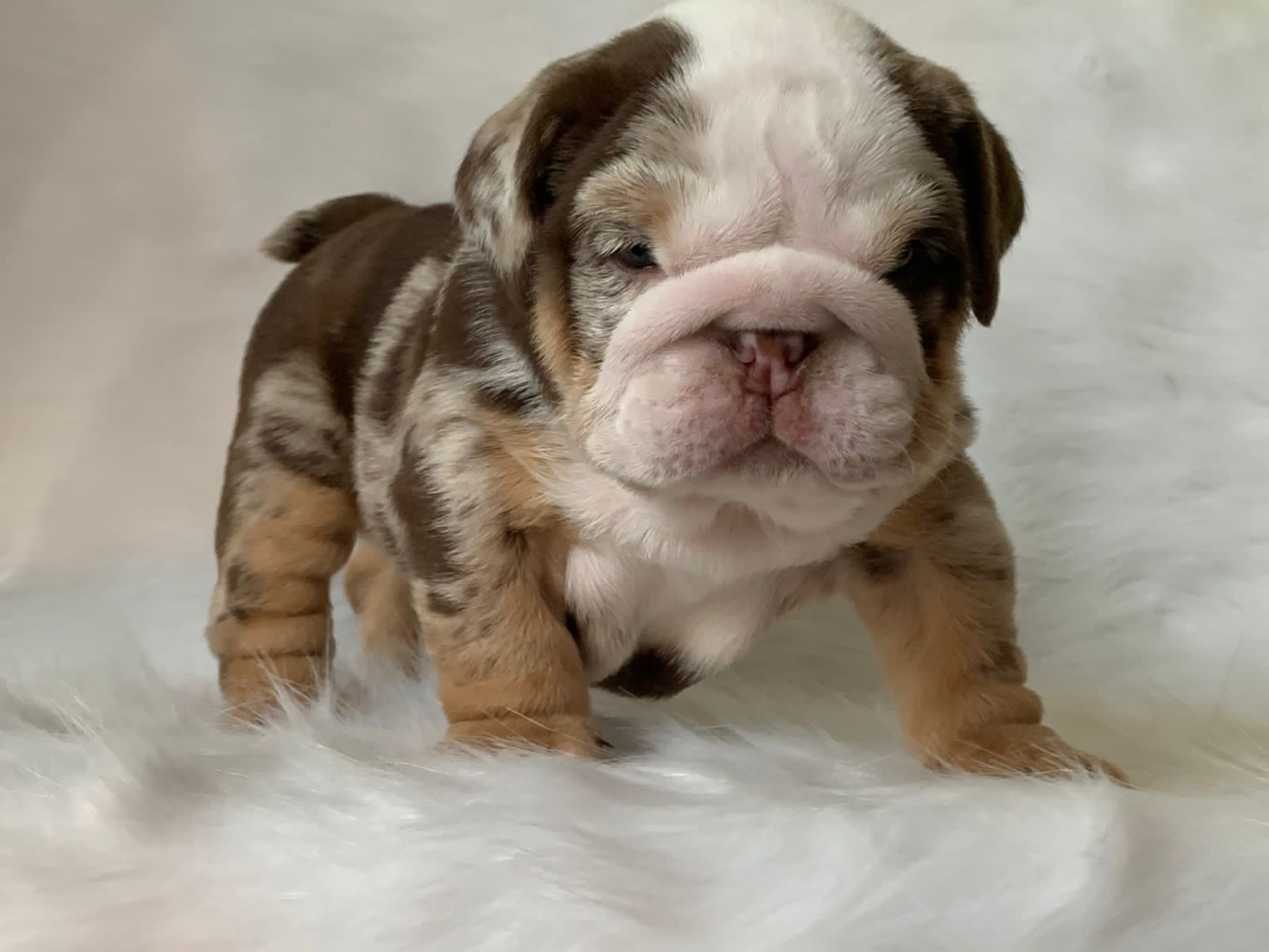 French Bulldog Choco Merle Female Tolouse