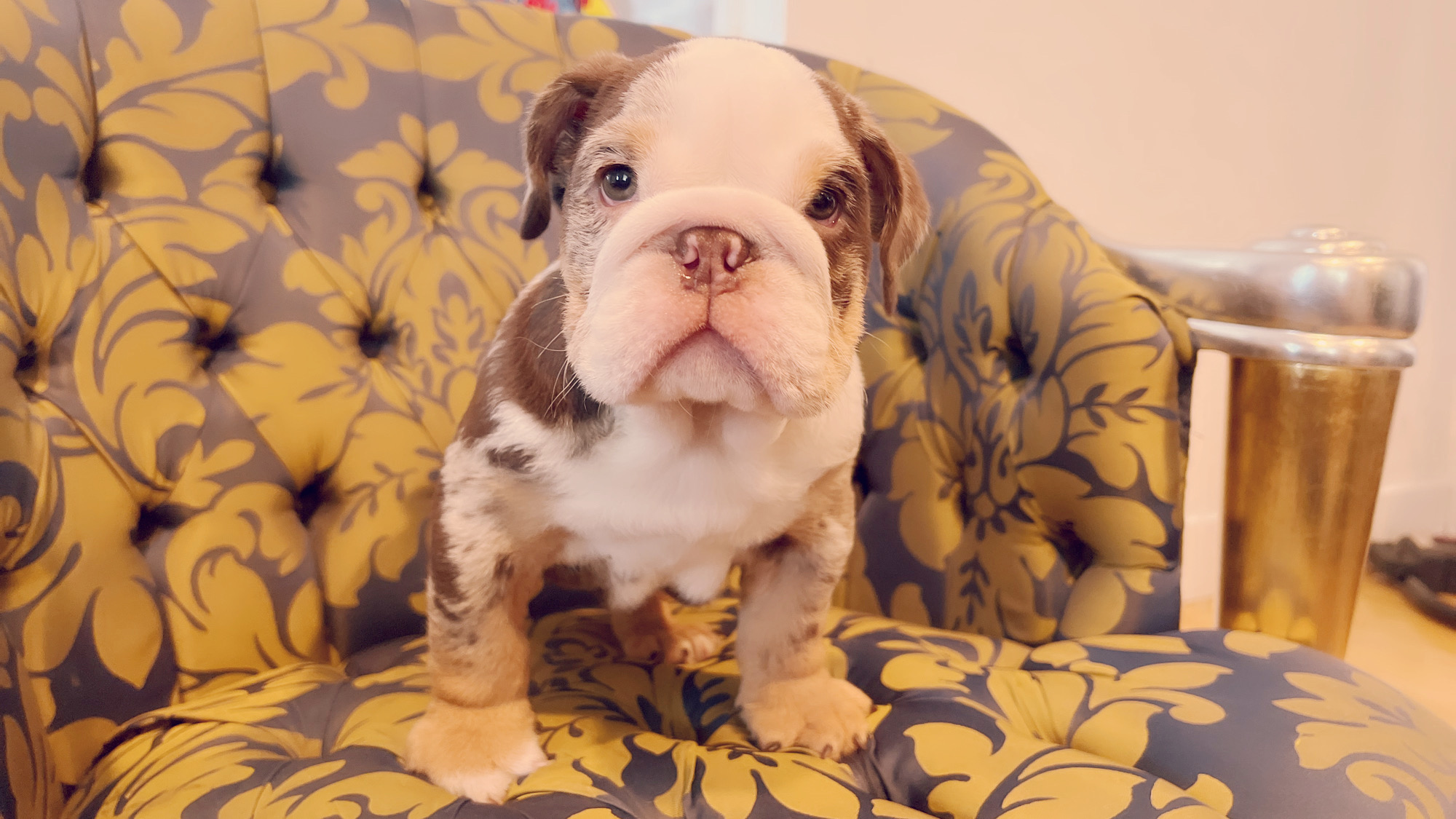 French Bulldog Choco Lilac Sable Fluffy Carrier Triple carrier Female – Marsella - 6