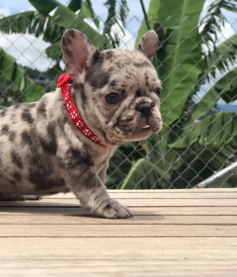 French Bulldog Lilac merle Female Niza - 4