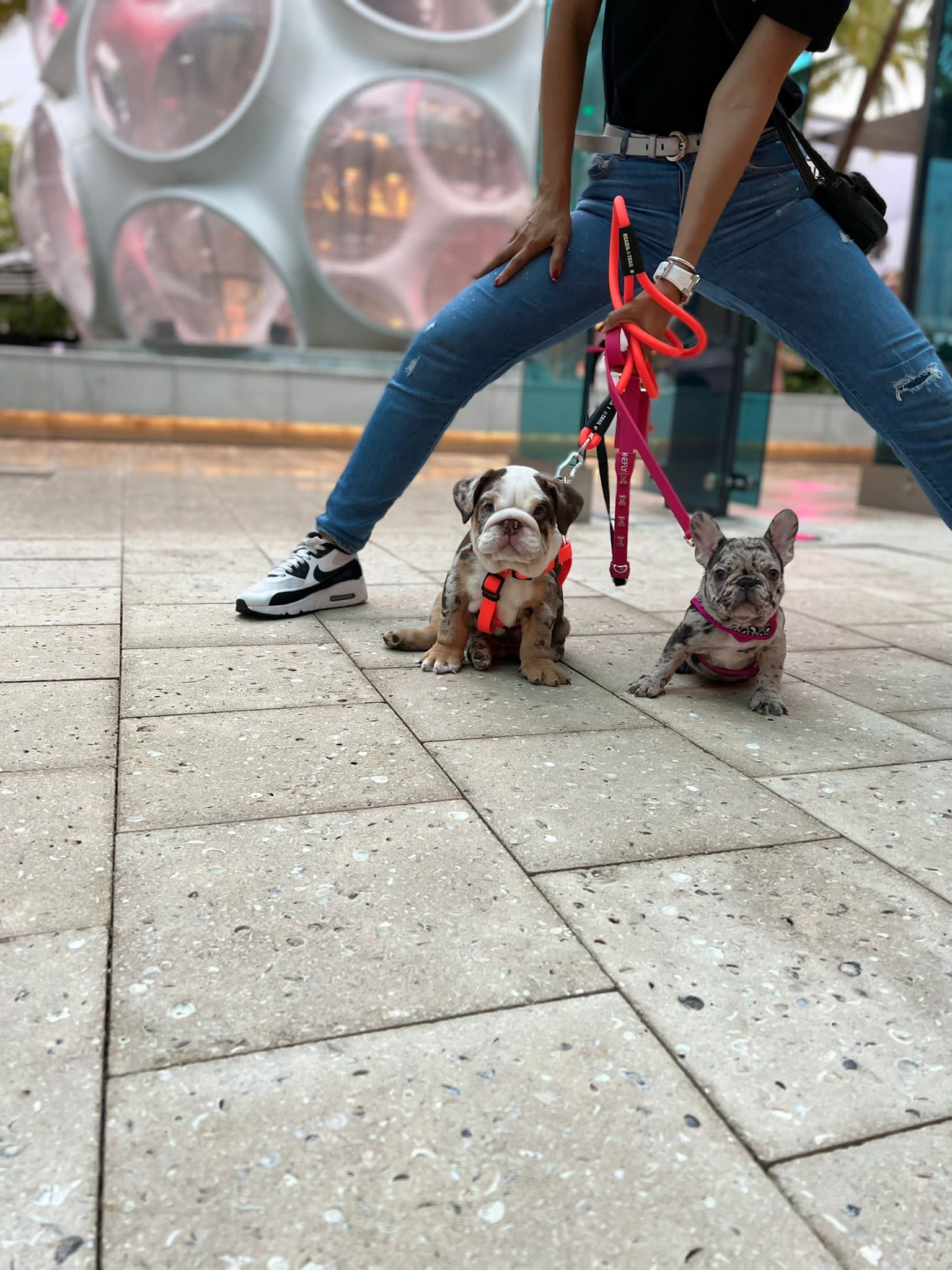 French Bulldog Choco Lilac Sable Fluffy Carrier Triple carrier Female – Marsella - 2