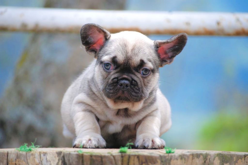 Beautiful French bulldog Lilac sable fawn, fuffly carrier triple Carrier Male Lyon - 3