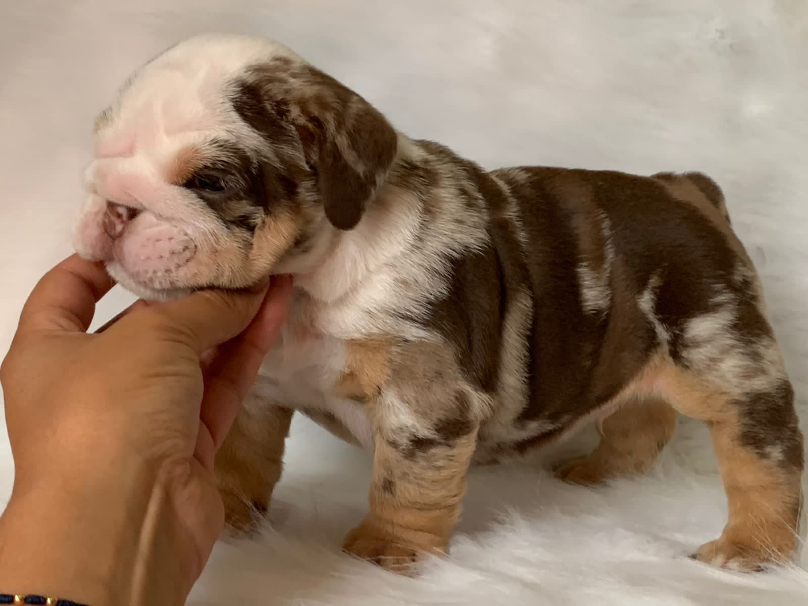 French Bulldog Choco Merle Female Tolouse - 3