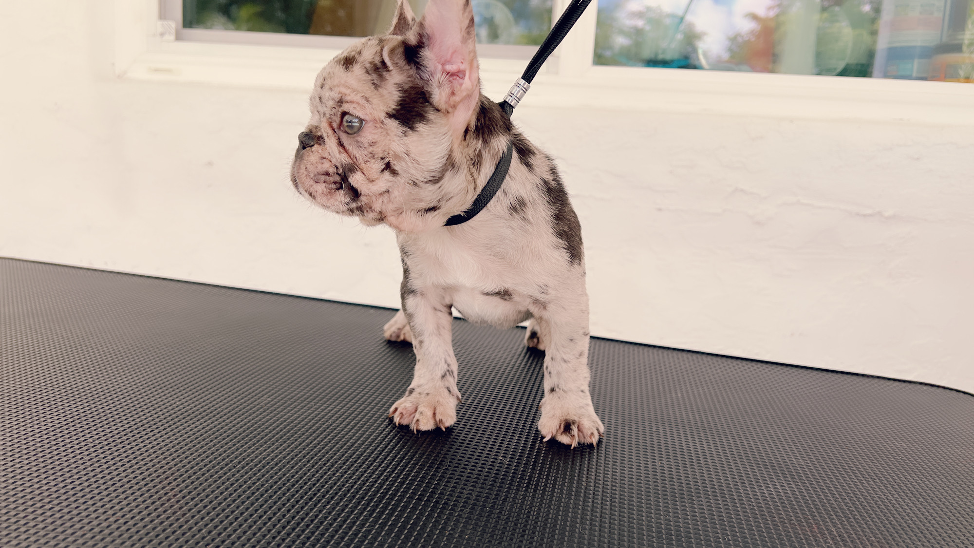 French Bulldog Lilac merle Female Niza - 13