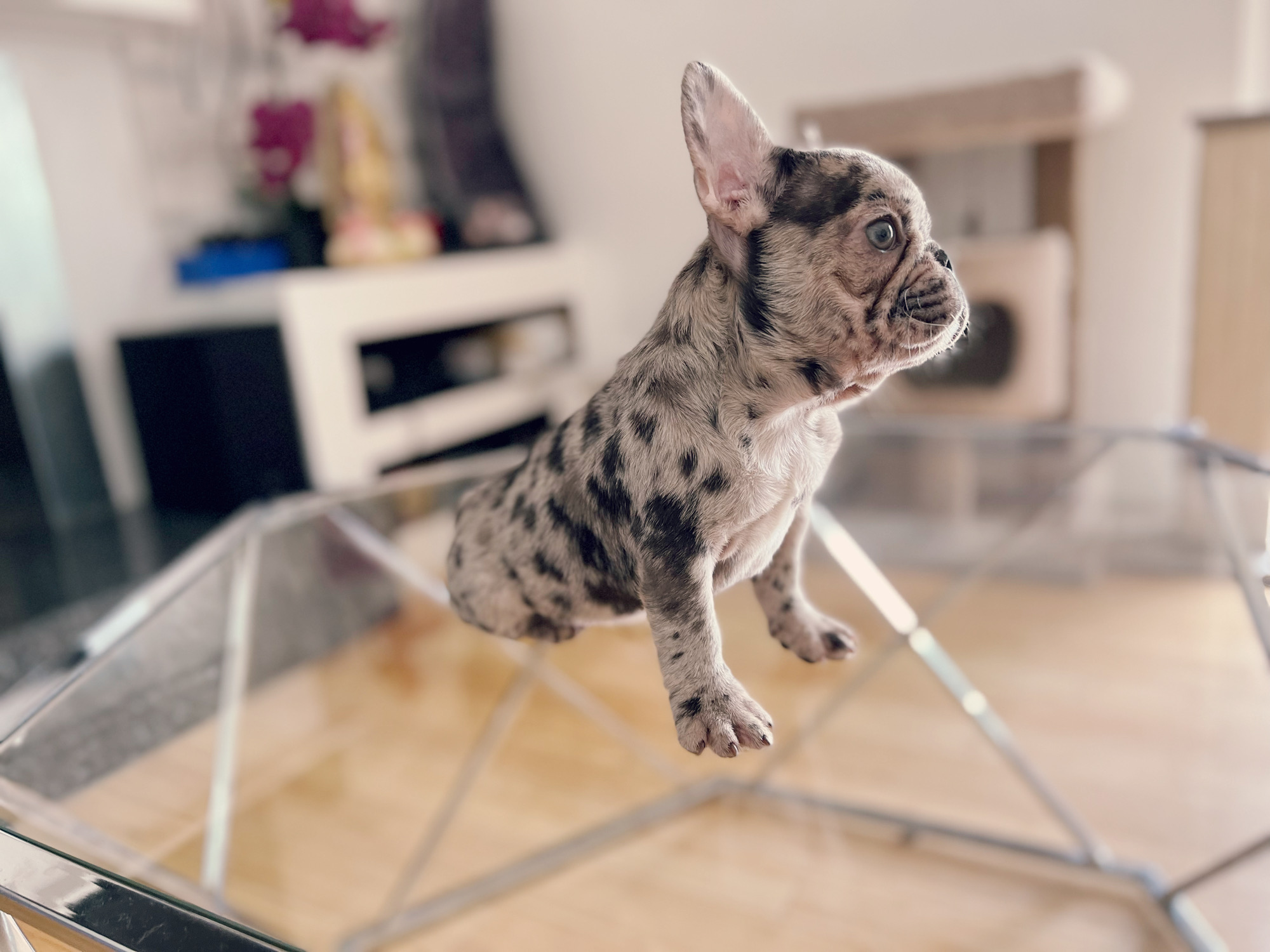 French Bulldog Lilac merle Female Niza - 7