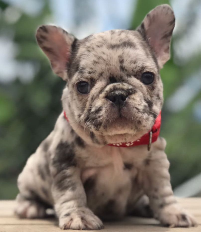 French Bulldog Lilac merle Female Niza - 2
