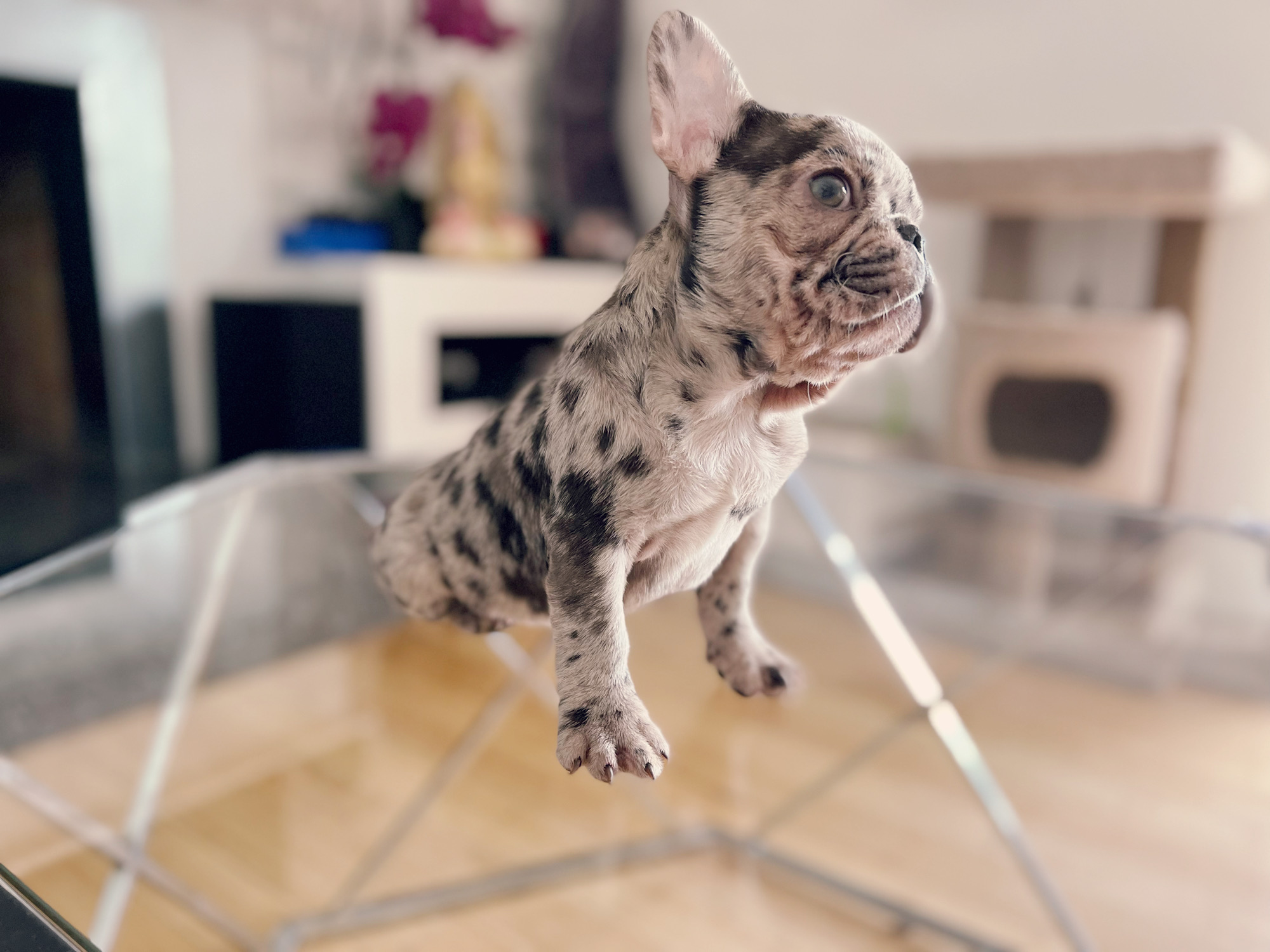 French Bulldog Lilac merle Female Niza