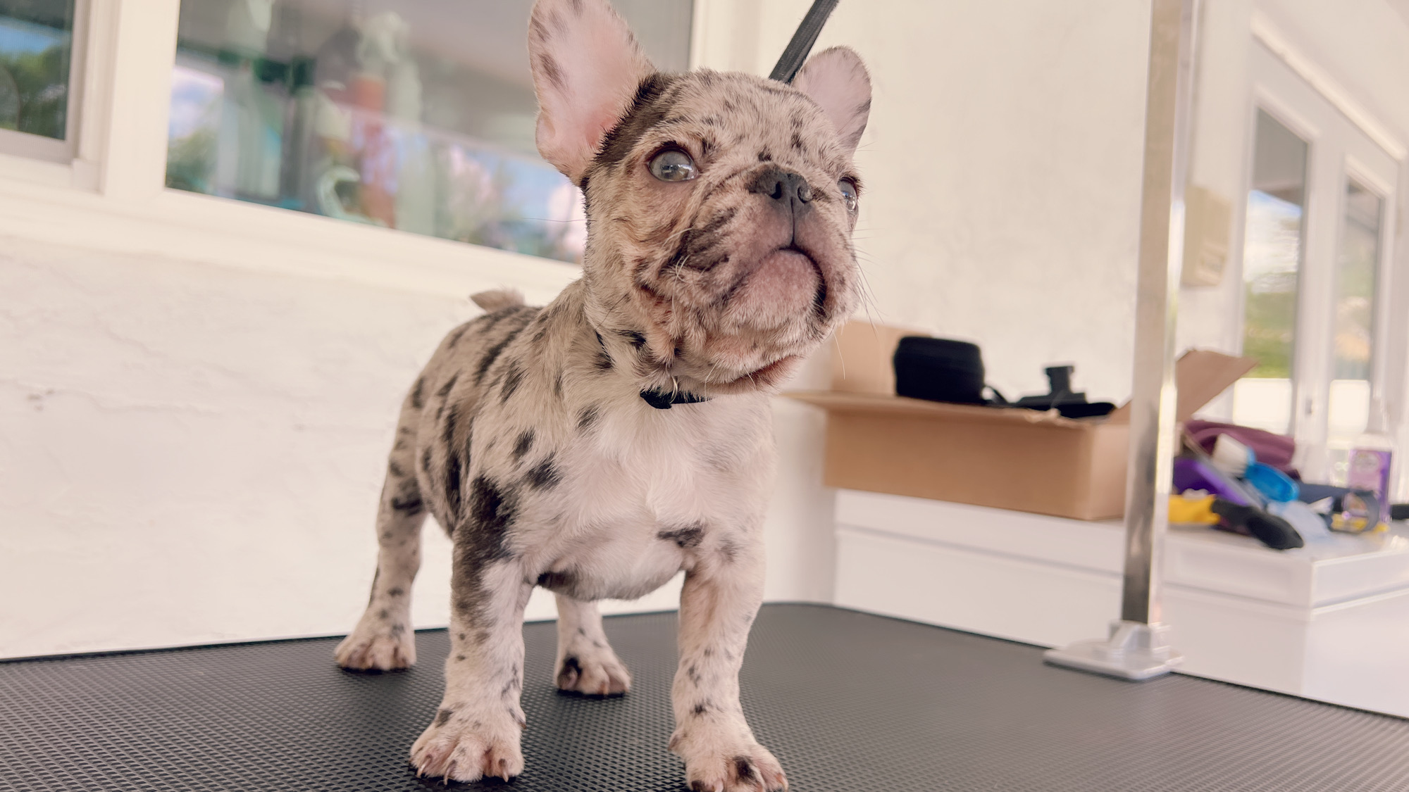 French Bulldog Lilac merle Female Niza - 12