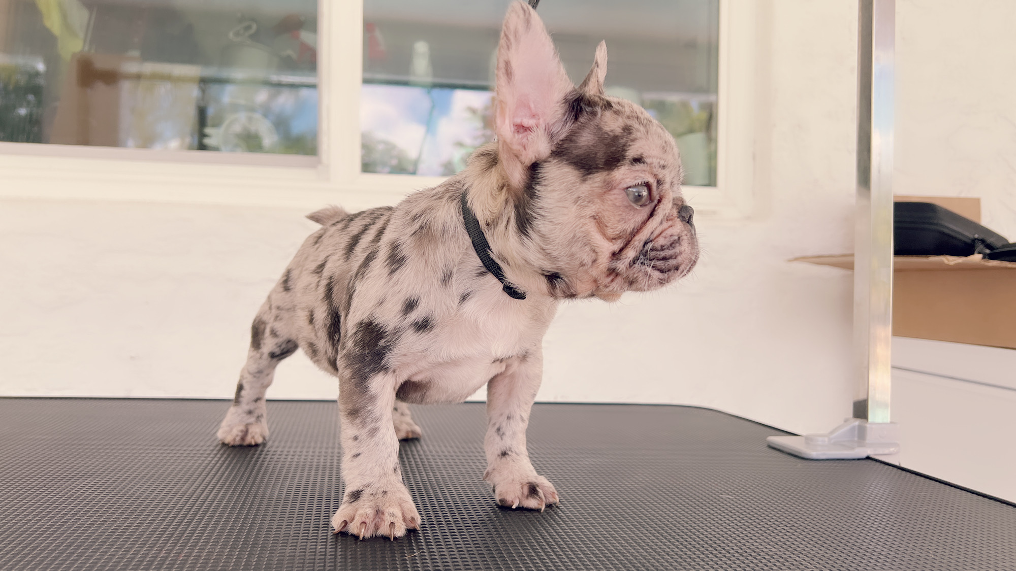 French Bulldog Lilac merle Female Niza - 10