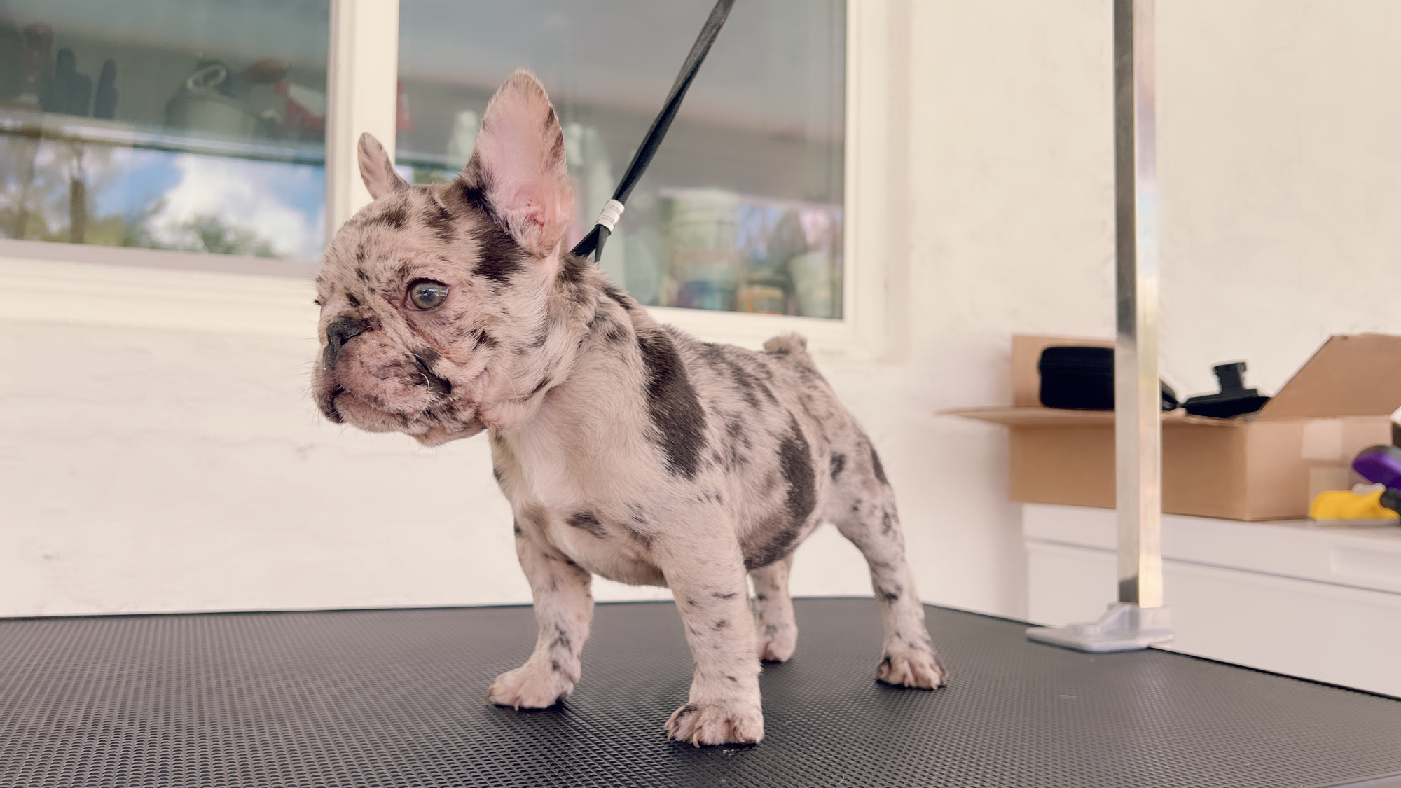 French Bulldog Lilac merle Female Niza - 11