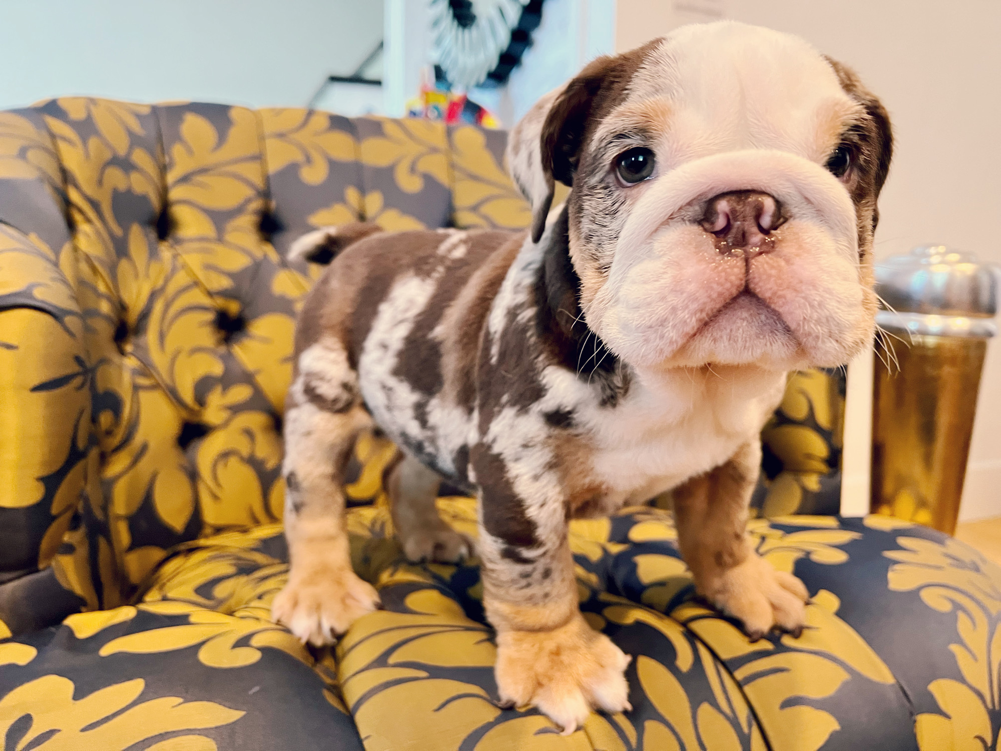 French Bulldog Choco Lilac Sable Fluffy Carrier Triple carrier Female – Marsella - 8