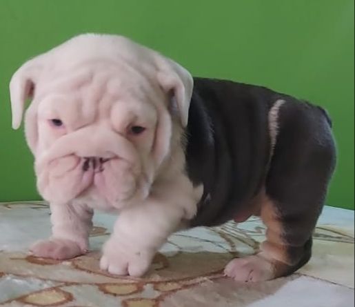 Refund and Returns Policy - 4