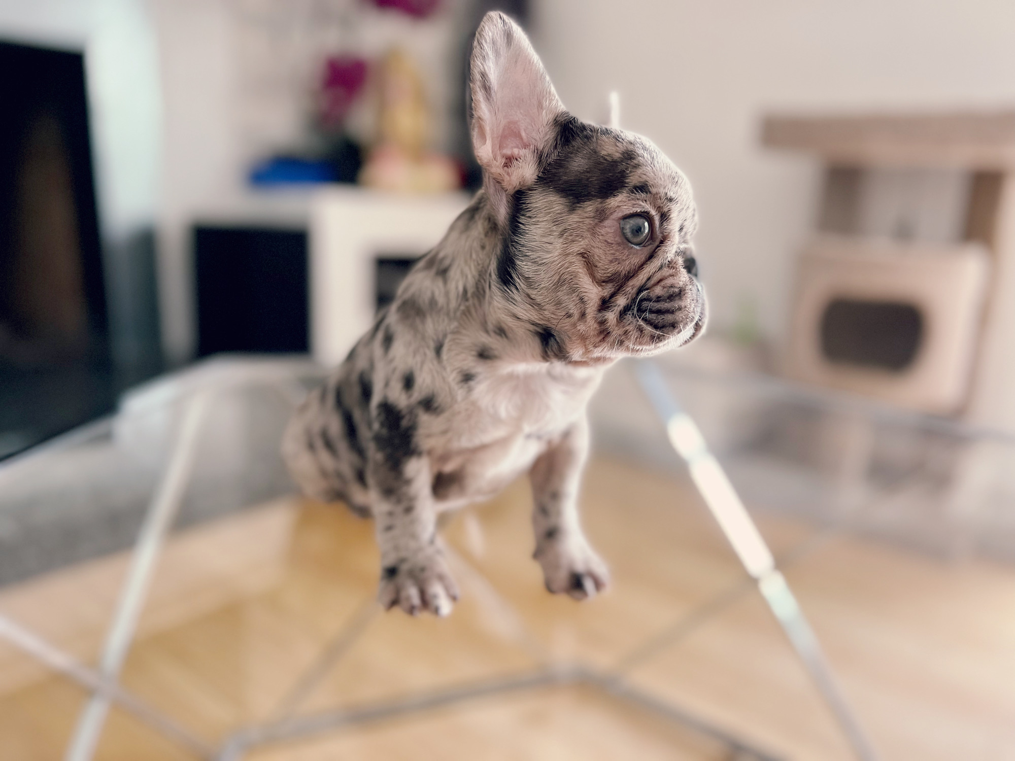 French Bulldog Lilac merle Female Niza - 9