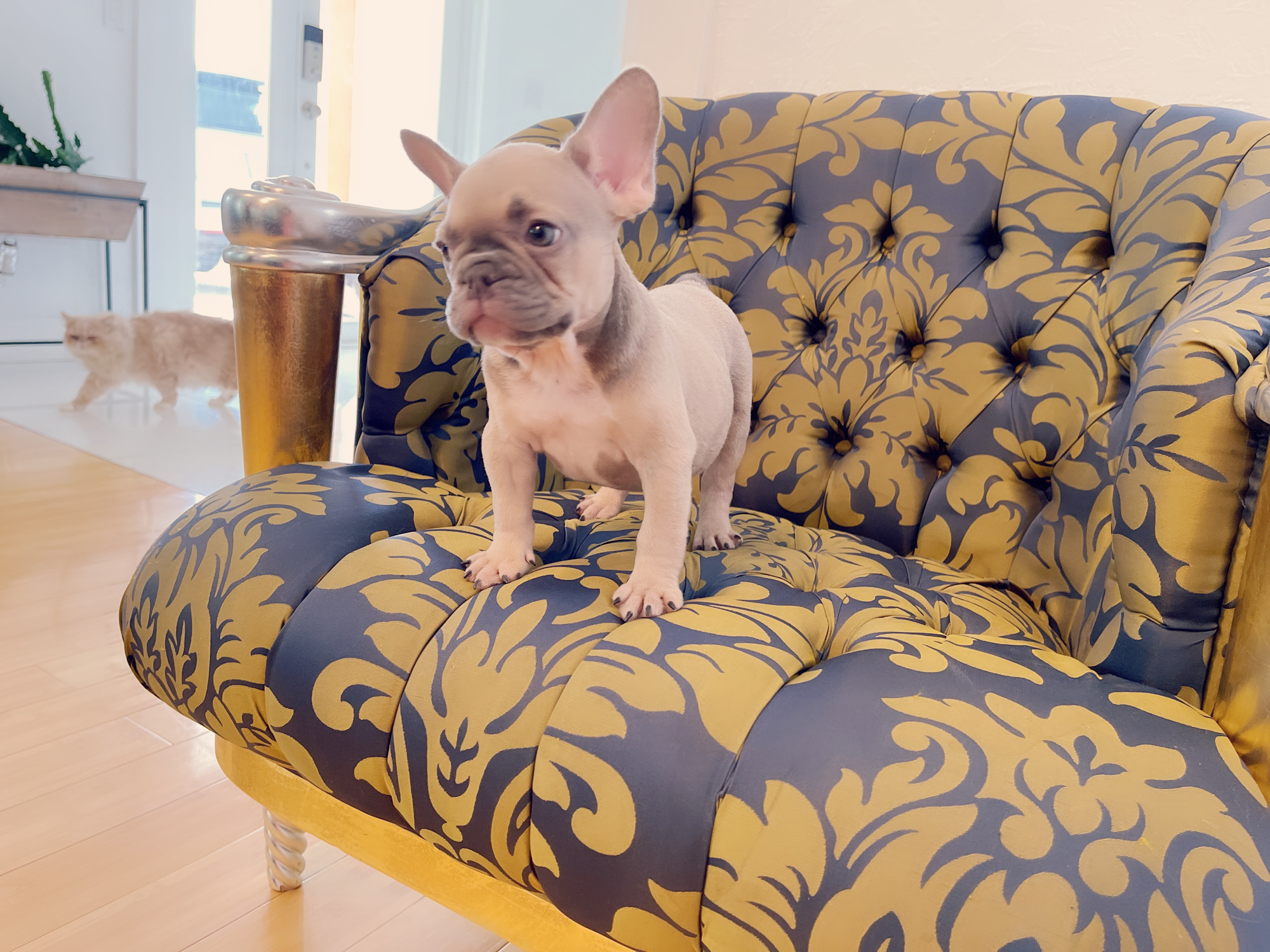 French Bulldog Lilac merle Female Niza