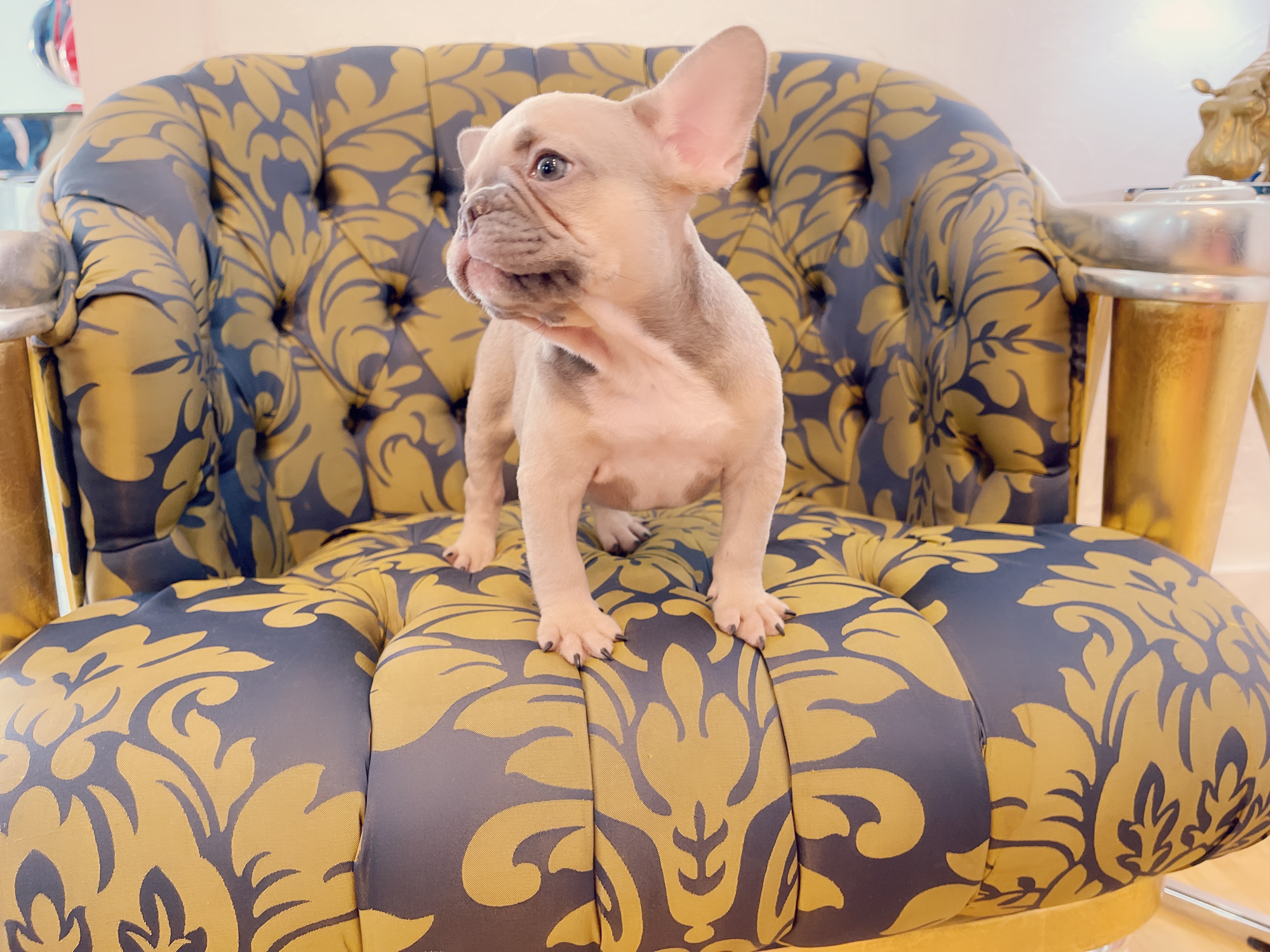 French Bulldog Lilac merle Female Niza - 2