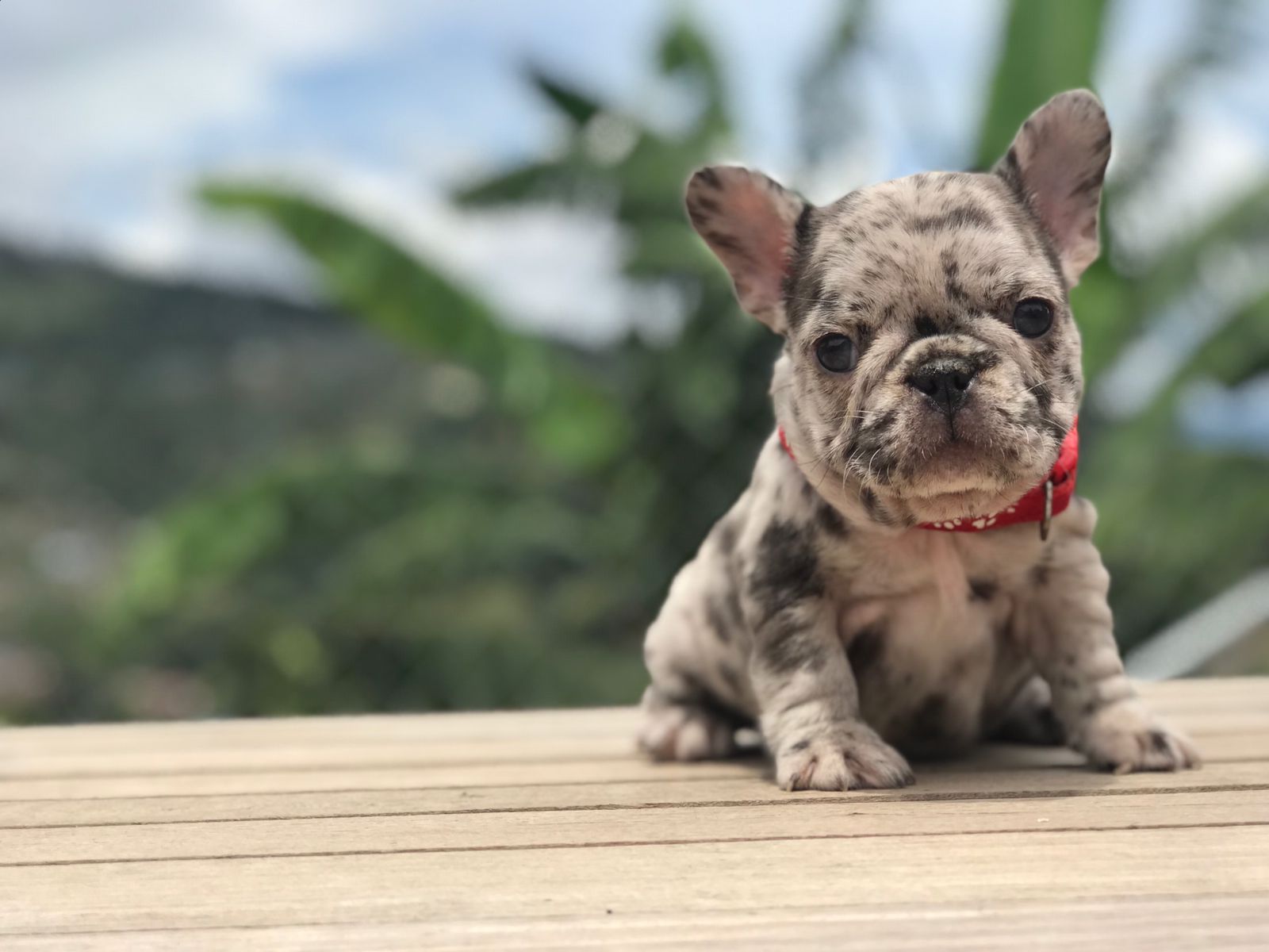 French Bulldog Lilac merle Female Niza - 3