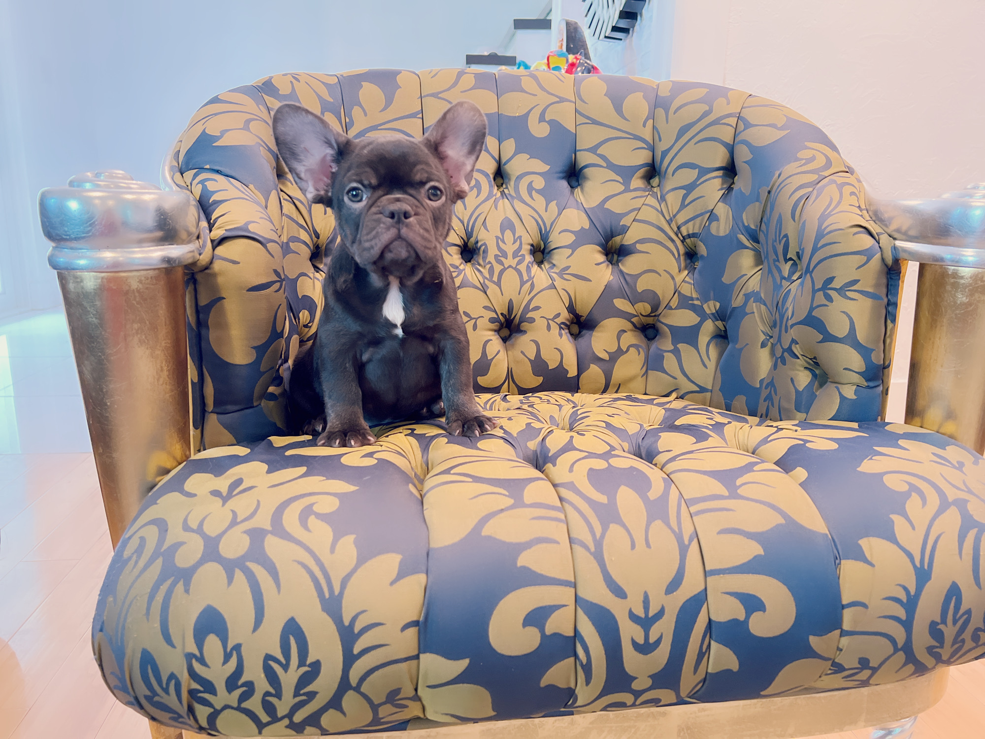 Beautiful French bulldog lilac Isabella carrier Lyon - 15
