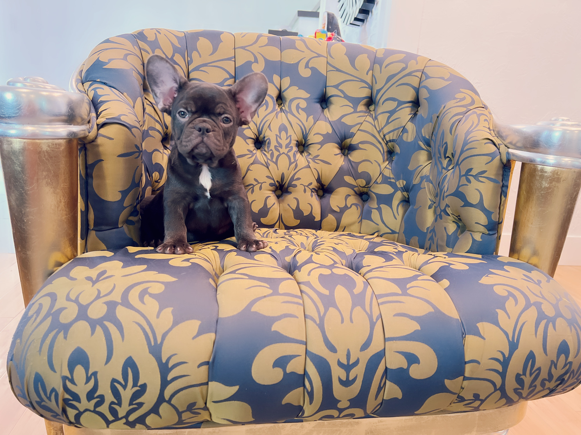 Beautiful French bulldog lilac Isabella carrier Lyon - 12