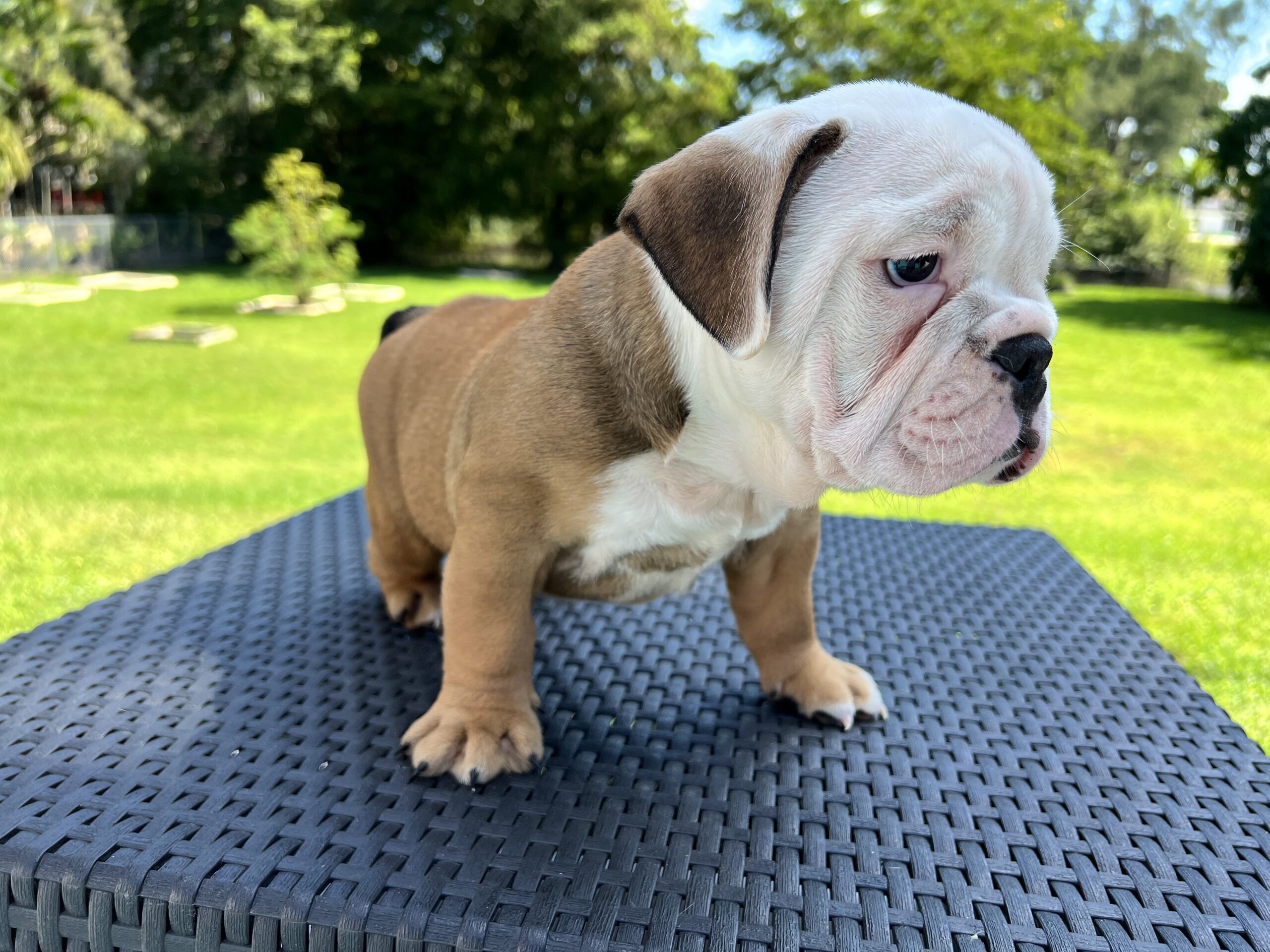 English bulldog standard female Preston - 4