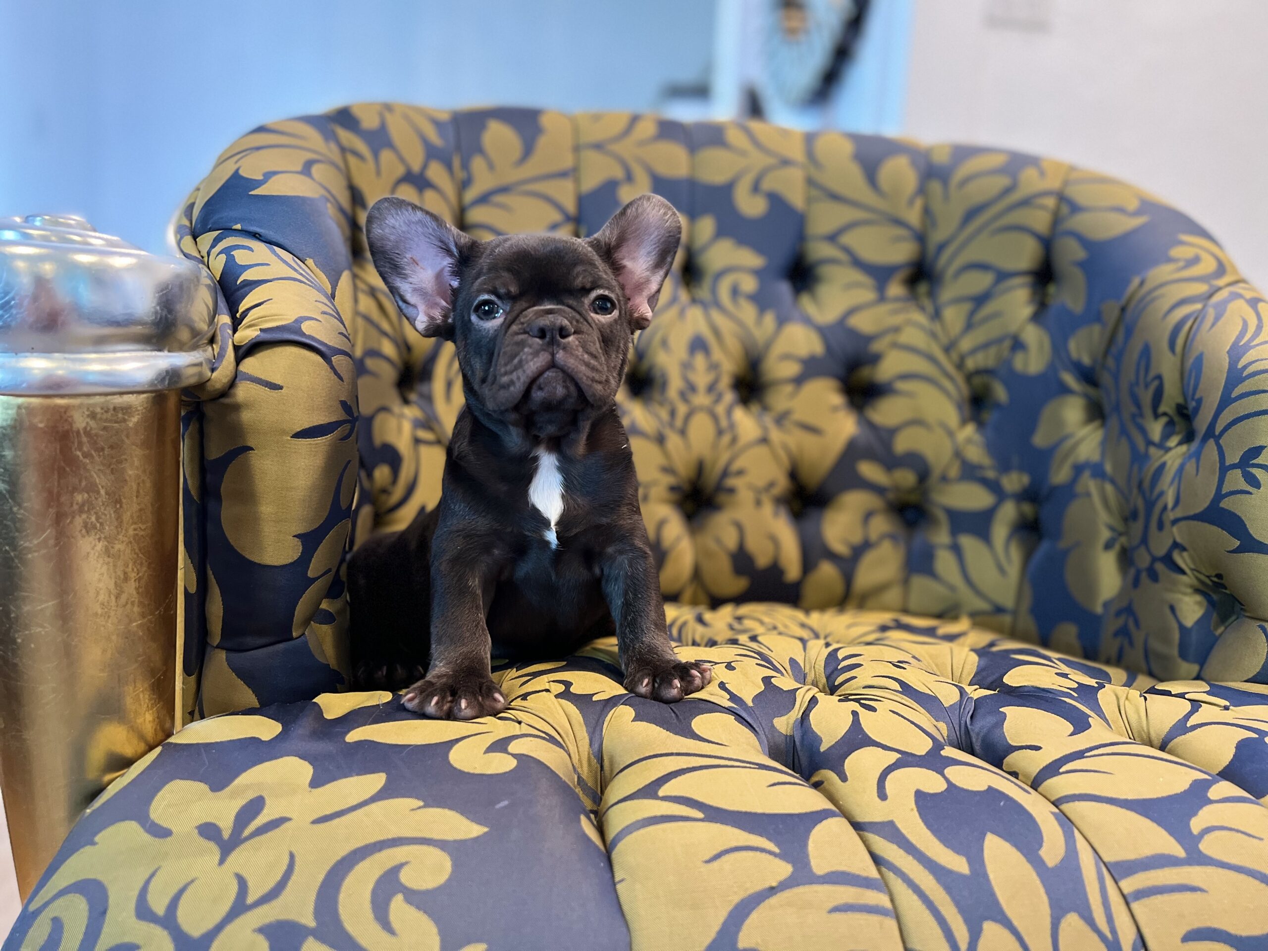 Beautiful French bulldog lilac Isabella carrier Lyon - 7