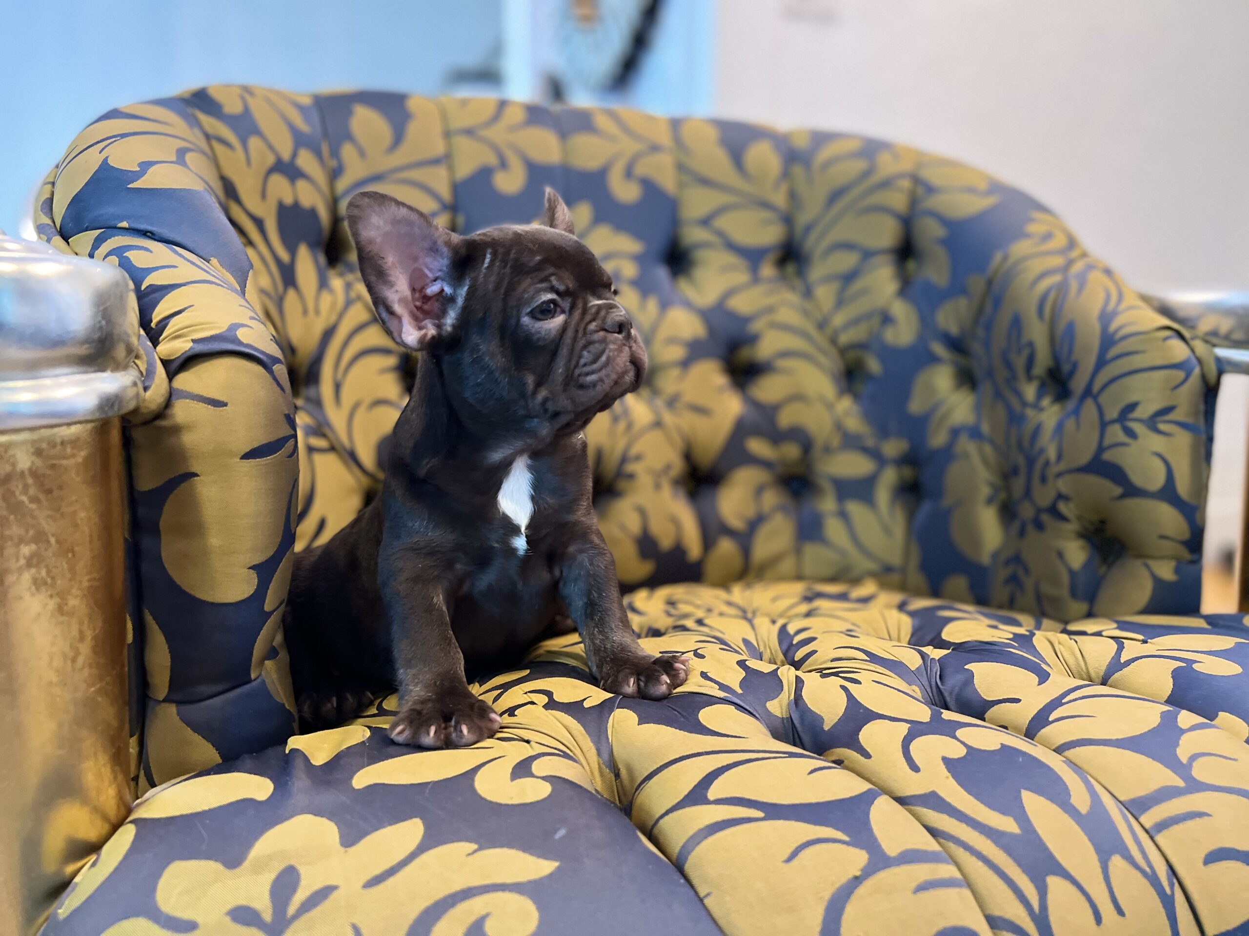 Beautiful French bulldog lilac Isabella carrier Lyon