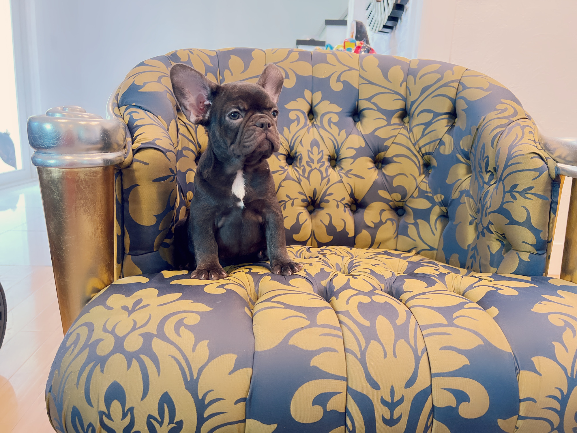 Beautiful French bulldog lilac Isabella carrier Lyon - 14