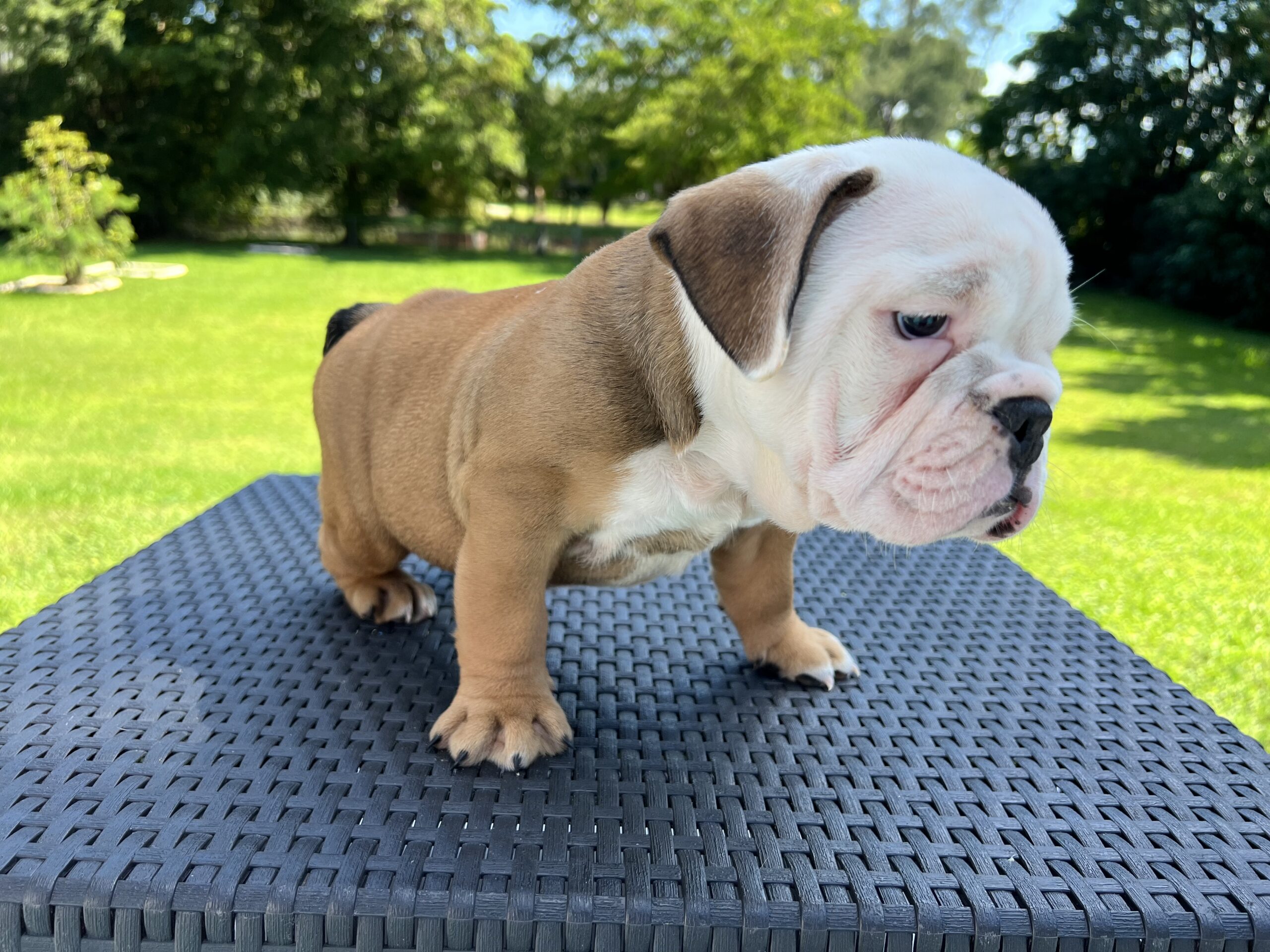 English bulldog standard female Preston