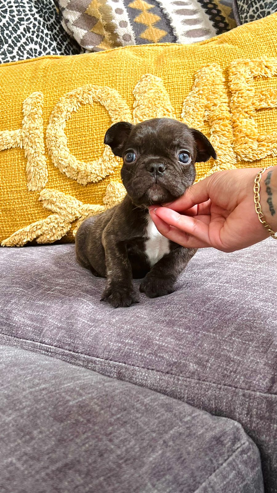 Choco Isabella French bulldog Bayona - 2