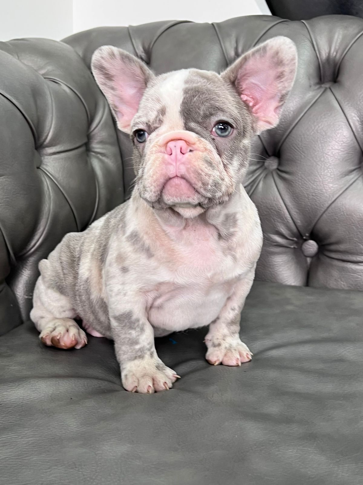 English Bulldog blue Merle female, Luccien - 8
