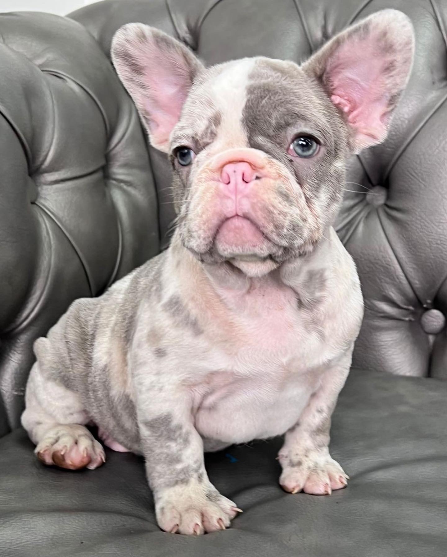 English Bulldog blue Merle female, Luccien - 7