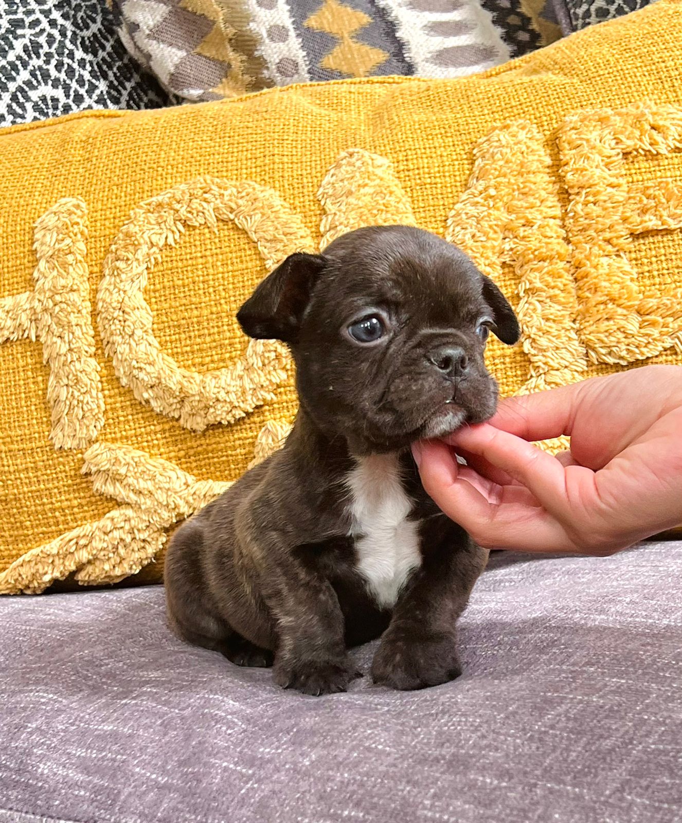 Choco Isabella French bulldog Bayona