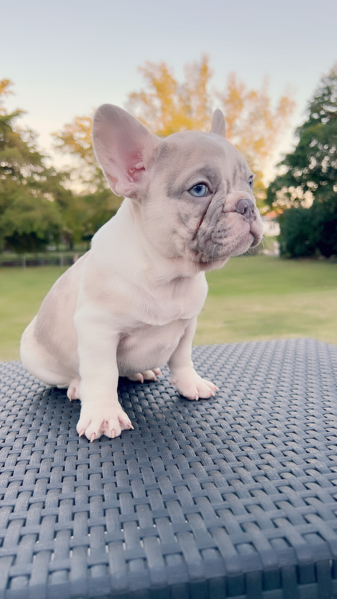 Beutiful Lilac Sable male Fluffy Carrier Toñito. - 4