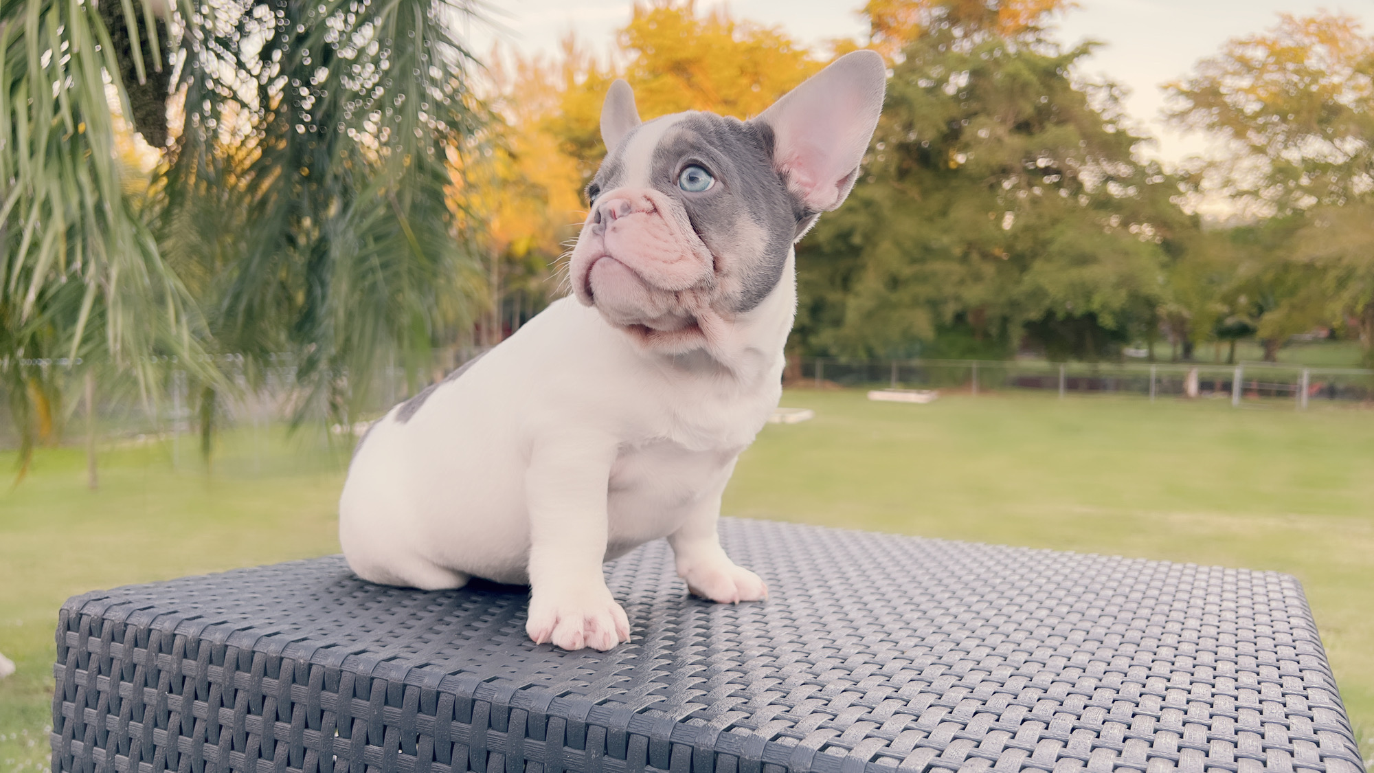Beautiful Blue merle and tan Isabella carrier Male ,Antonio !! - 5