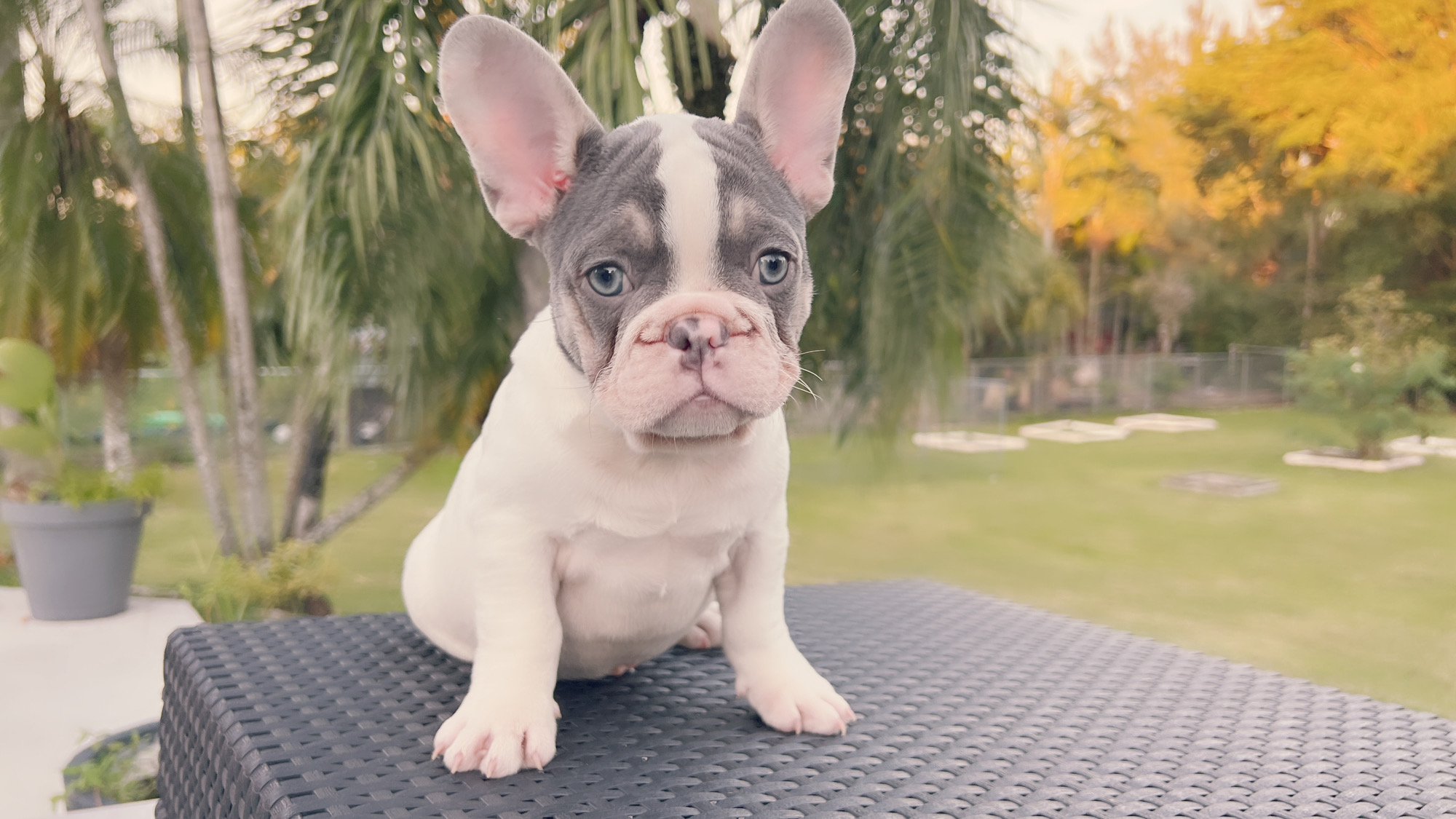 Beautiful Blue merle and tan Isabella carrier Male ,Antonio !! - 4