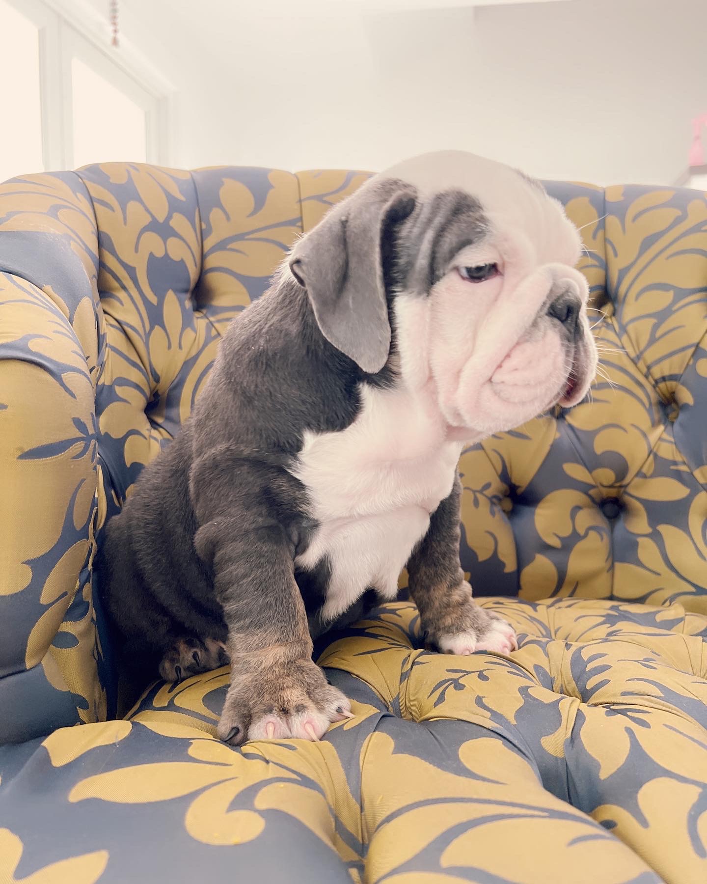 French bulldog lilac merle female ,Bianca - 3