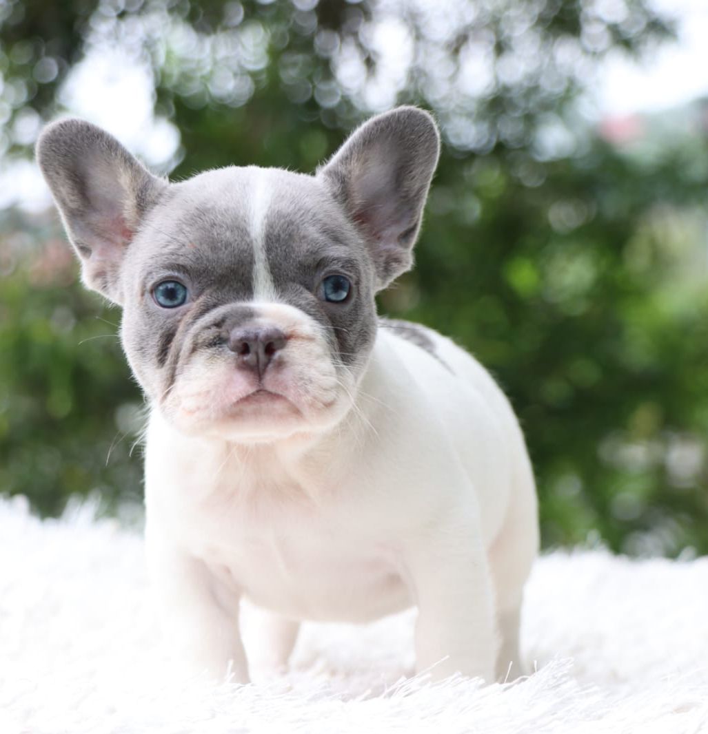 English bulldog lilac tree female ,Avatar - 2