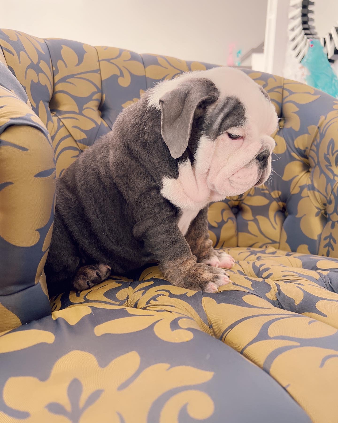 French bulldog lilac merle female ,Bianca - 5