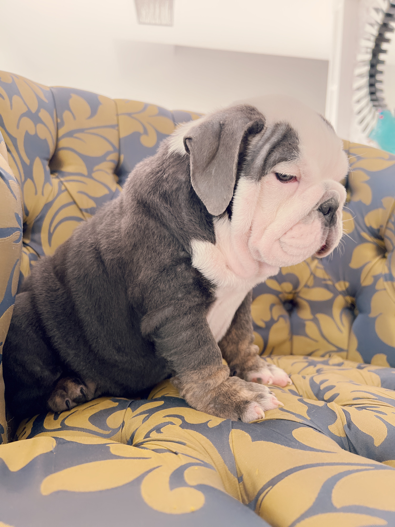 French bulldog lilac merle female ,Bianca