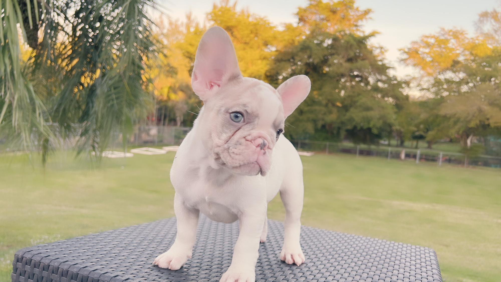 French Bulldog Blue and tan isabella carrier (check Her Dna), Linda
