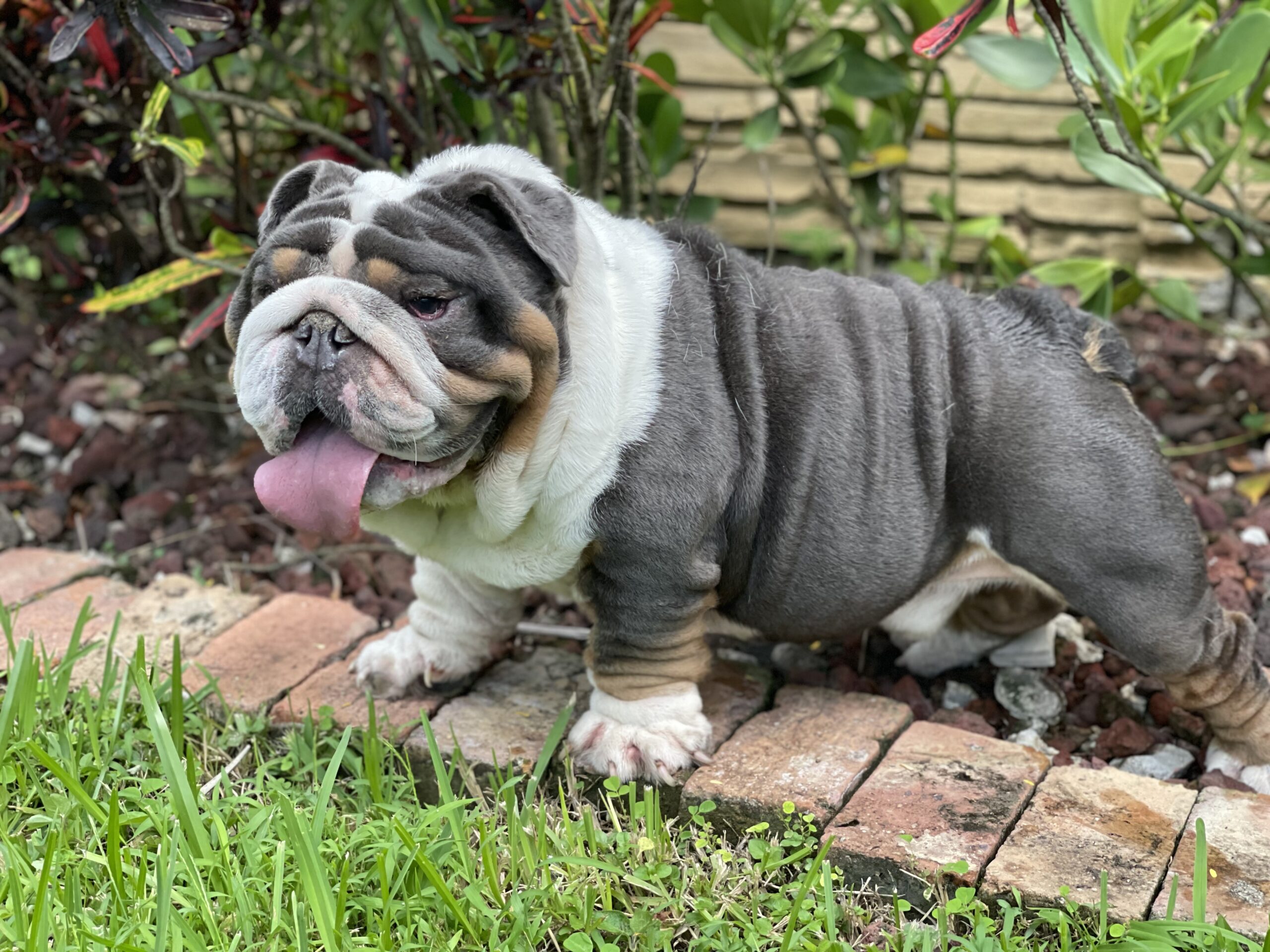 French bulldog lilac merle female ,Bianca - 11