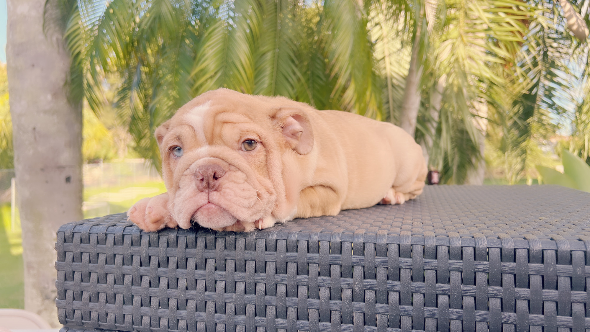 French bulldog lilac merle female, Vuitton - 5
