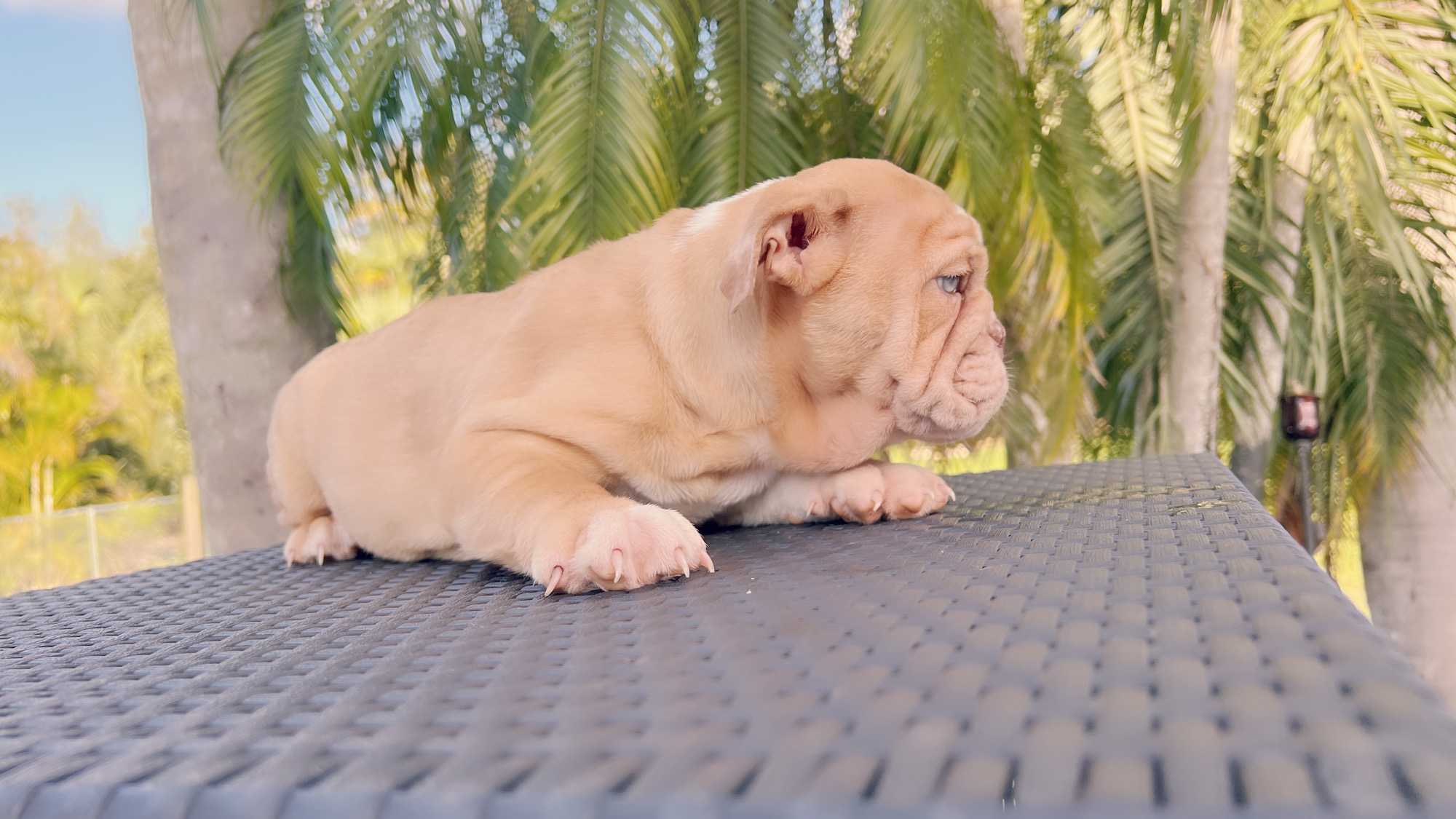 French bulldog lilac merle female, Vuitton - 8