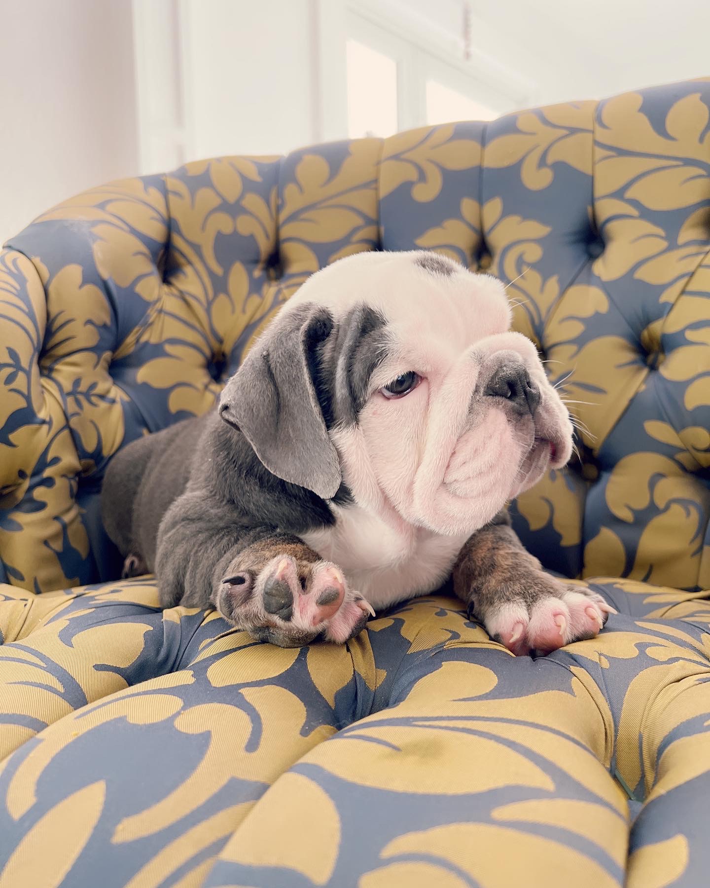 French bulldog lilac merle female ,Bianca - 6